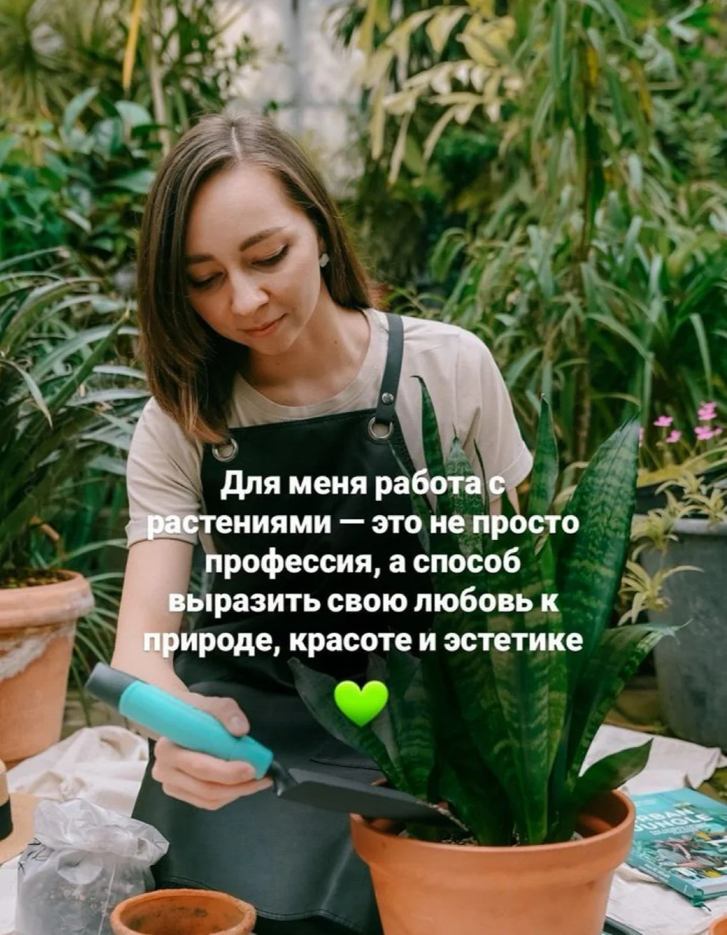Уход за комнатными растениями, озеленение - миниатюра 2