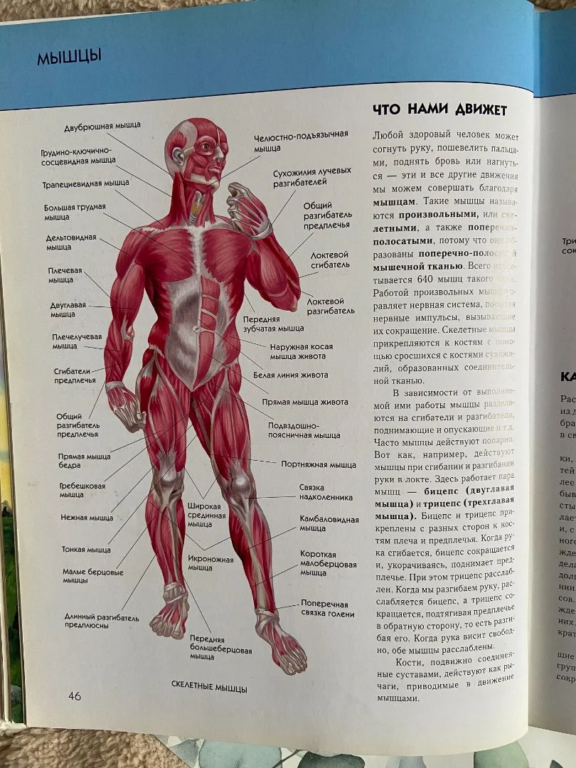 Энциелопедия Человек Школьник Ю.К - миниатюра 5