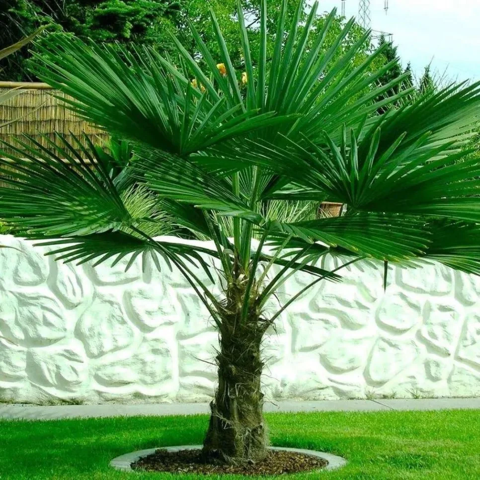 🌴 Трахикарпус Форчуна — морозостойкая пальма для сада и дома - миниатюра 4