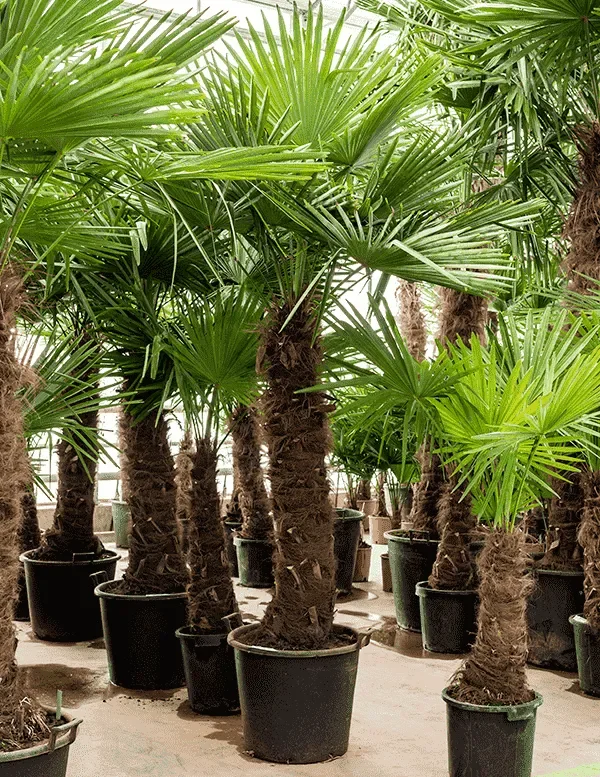 🌴 Трахикарпус Форчуна — морозостойкая пальма для сада и дома - миниатюра 6