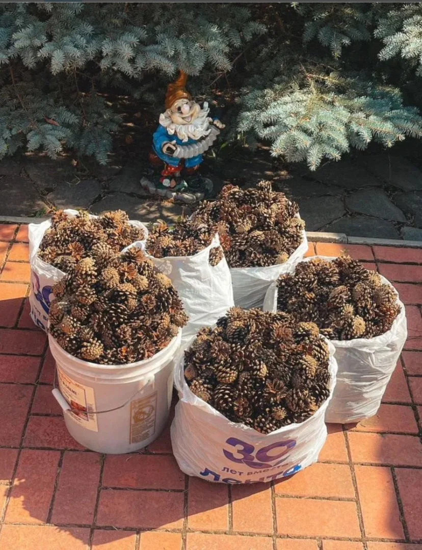 Красивые и крупные сосновые шишки - миниатюра 2
