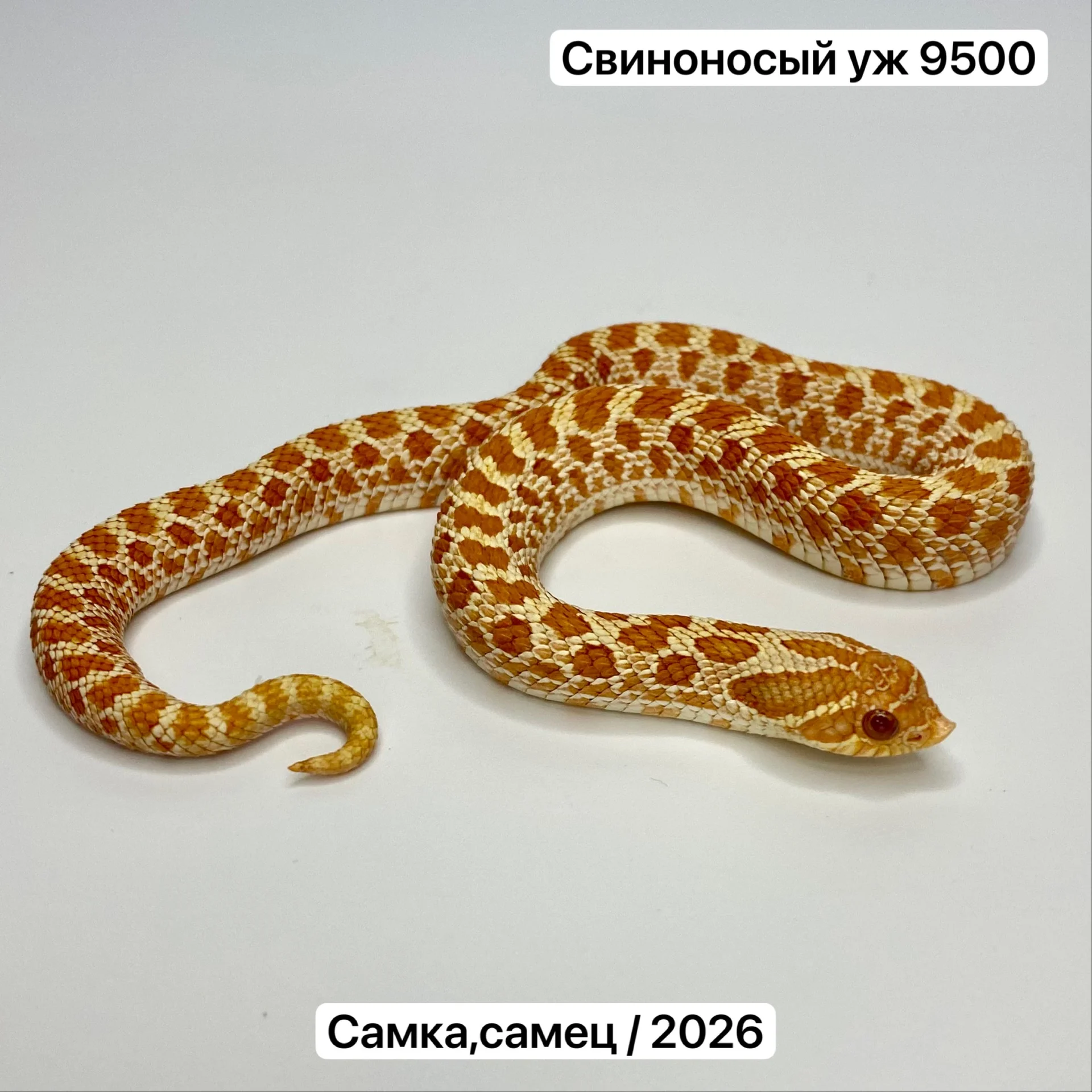 Змеи и готовые комплекты для их содержания - изображение 1