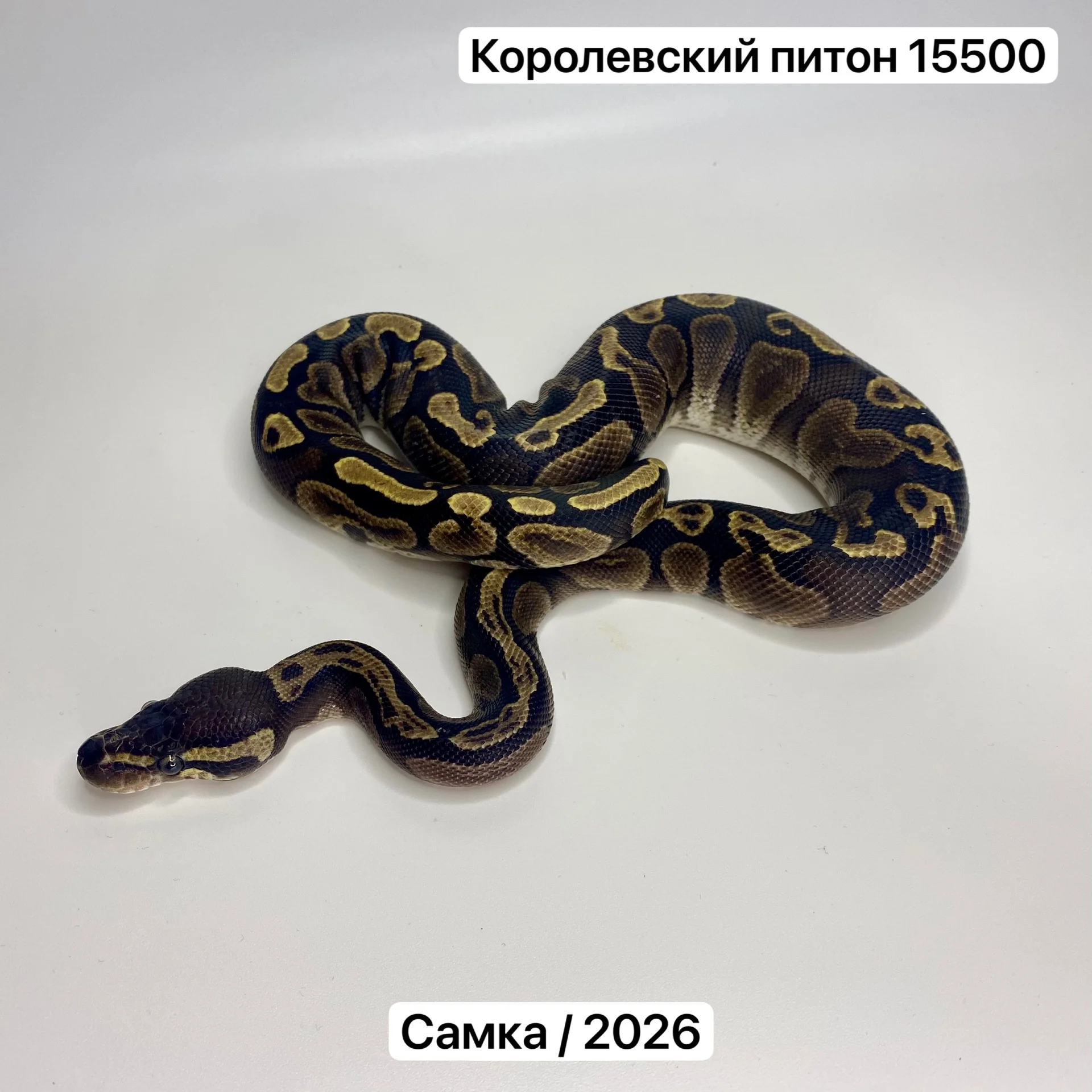 Змеи и готовые комплекты для их содержания - миниатюра 2