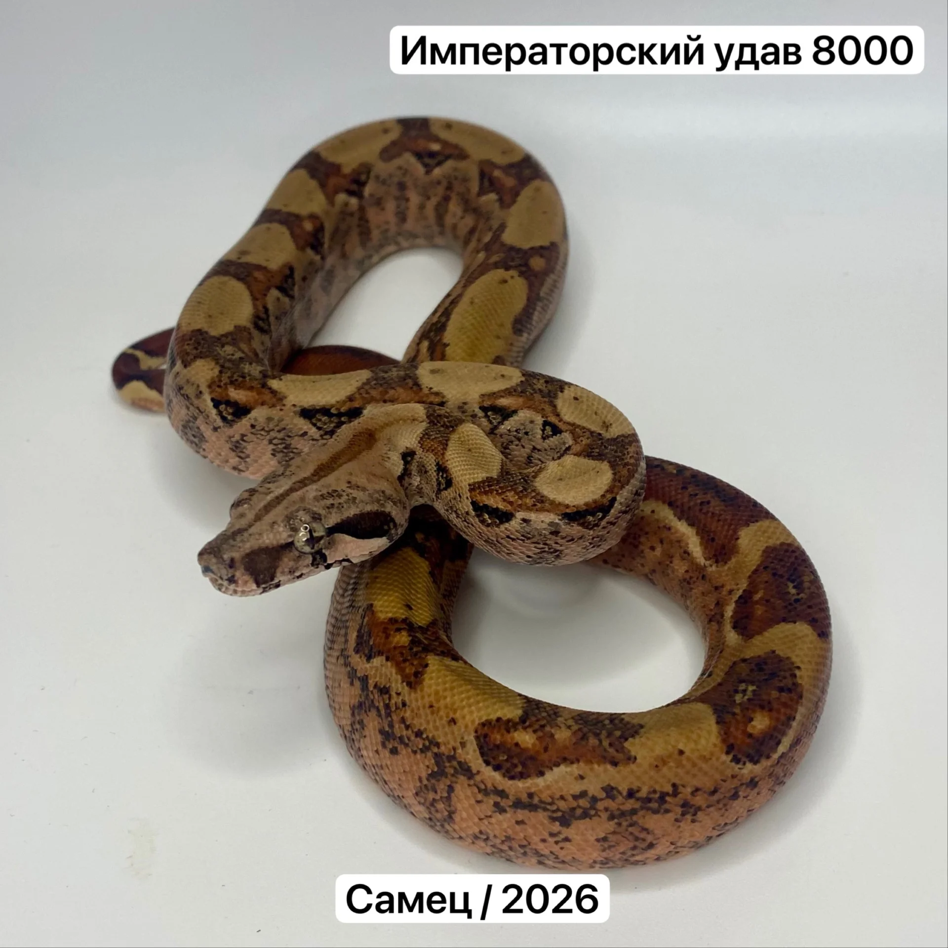 Змеи и готовые комплекты для их содержания - миниатюра 3