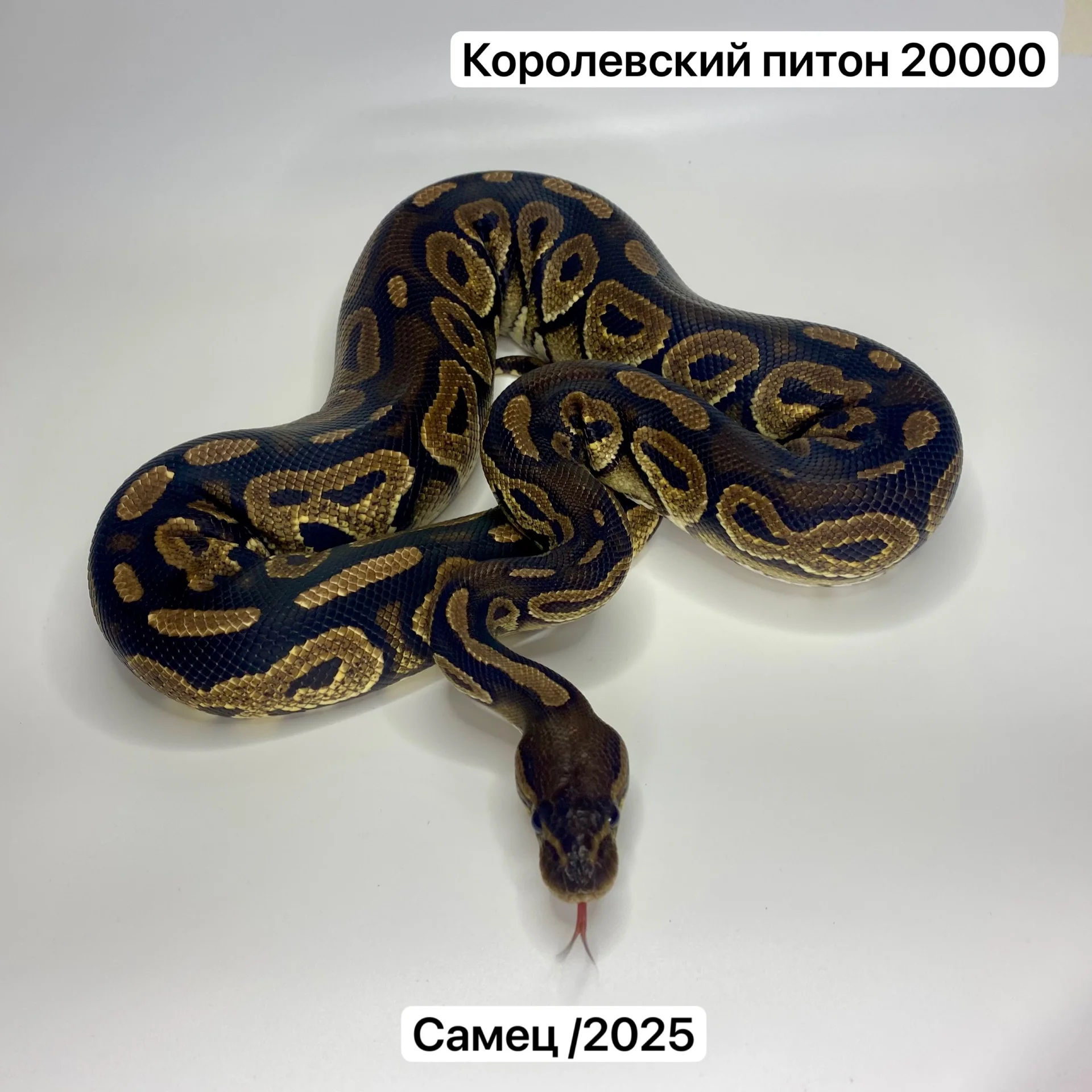 Змеи и готовые комплекты для их содержания - миниатюра 5