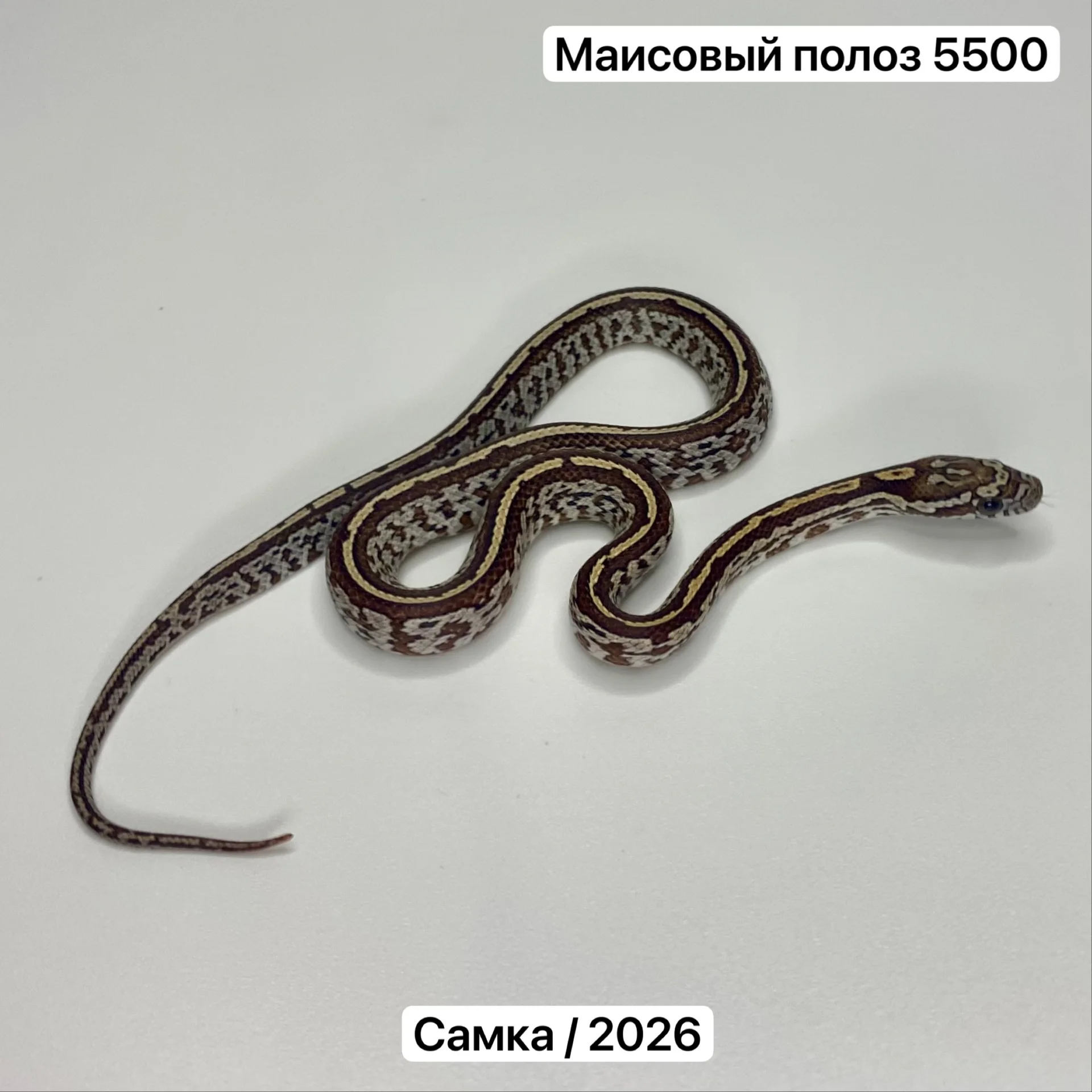 Змеи и готовые комплекты для их содержания - миниатюра 9