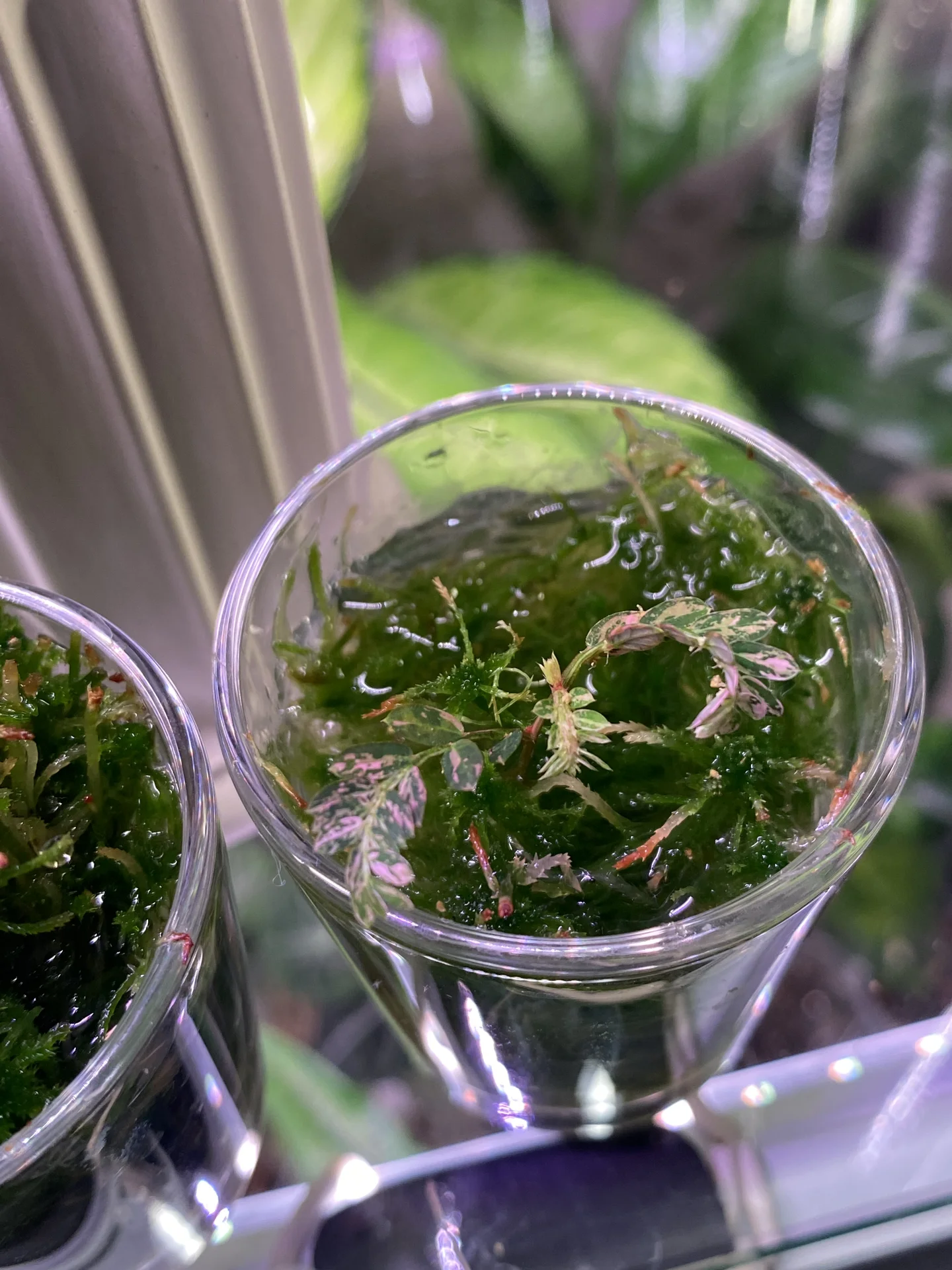 Филантус уринария пинк вар - миниатюра 5