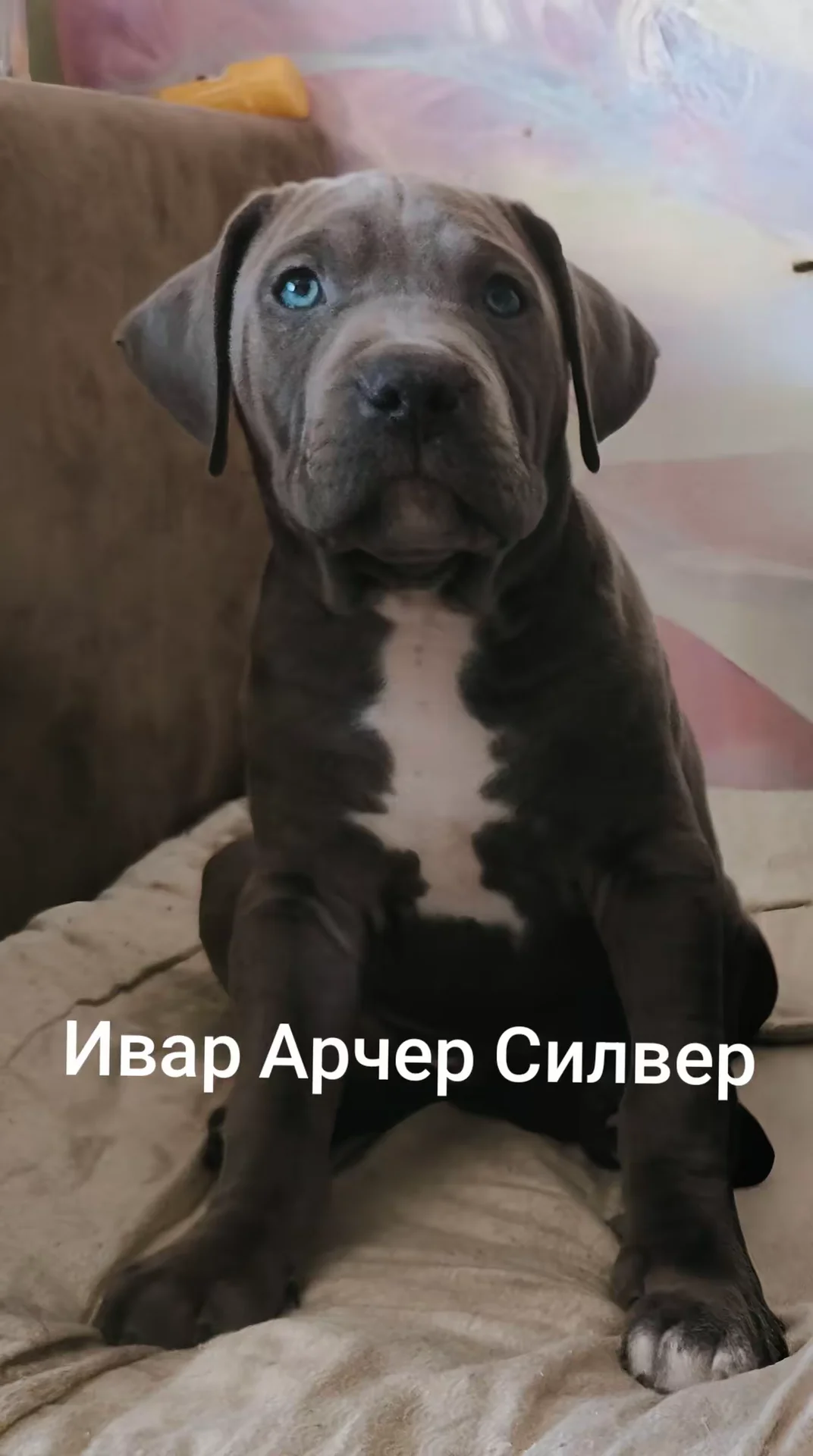 Щенки Американского Стафорширдского Терьера - изображение 1