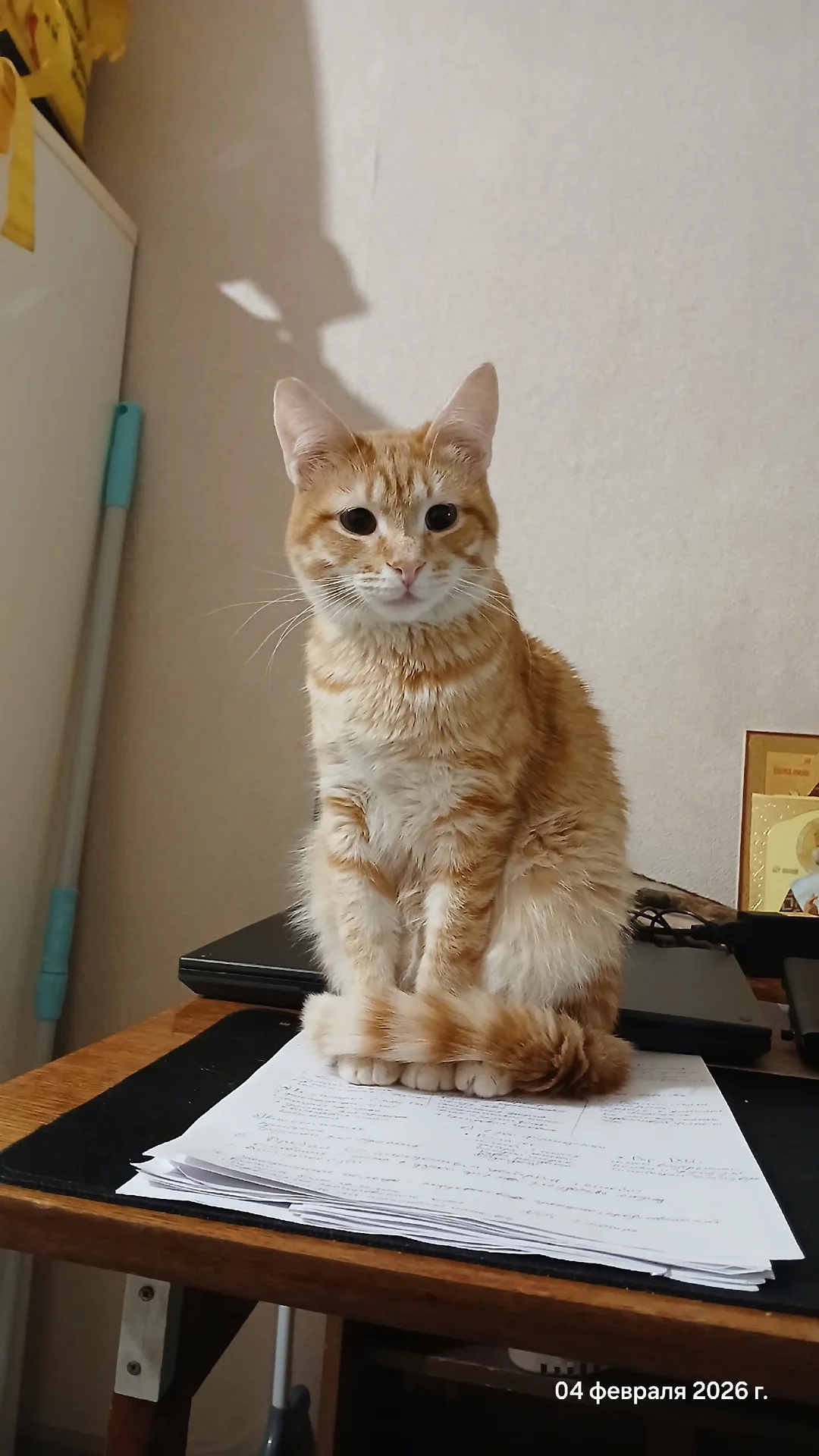 Котик в добрые руки - изображение 1