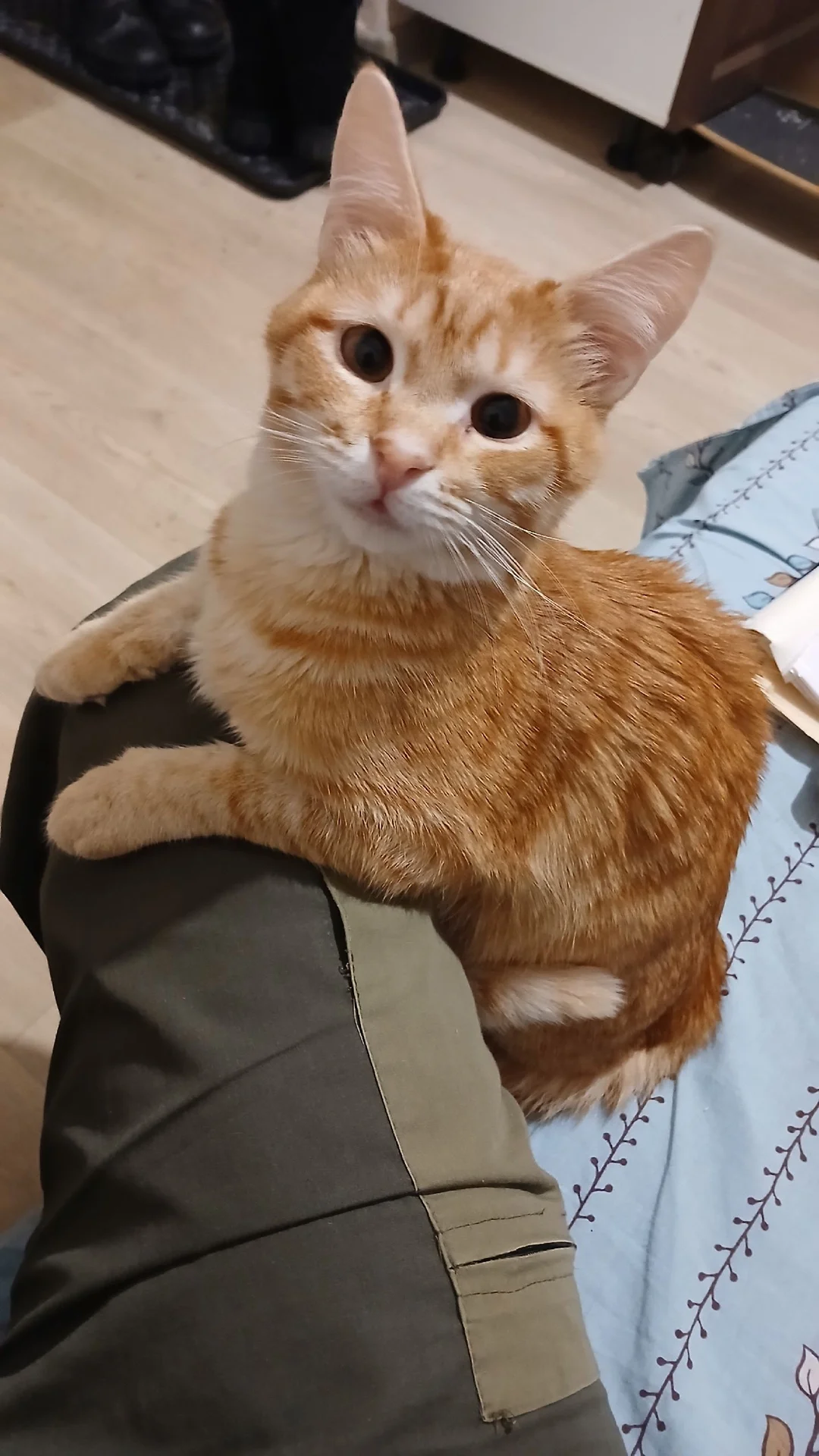 Котик в добрые руки - миниатюра 4