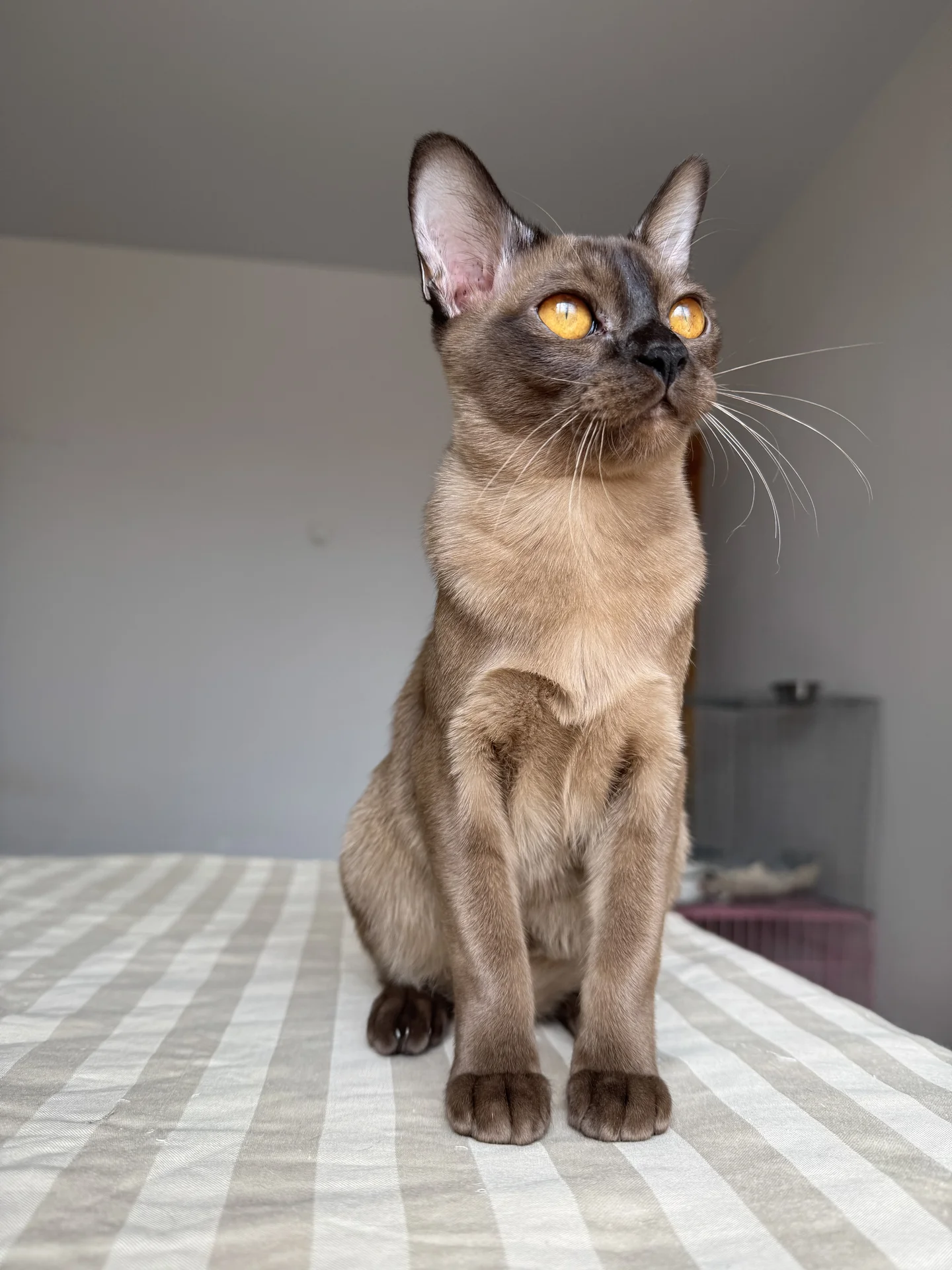 Бурманский котенок - миниатюра 4