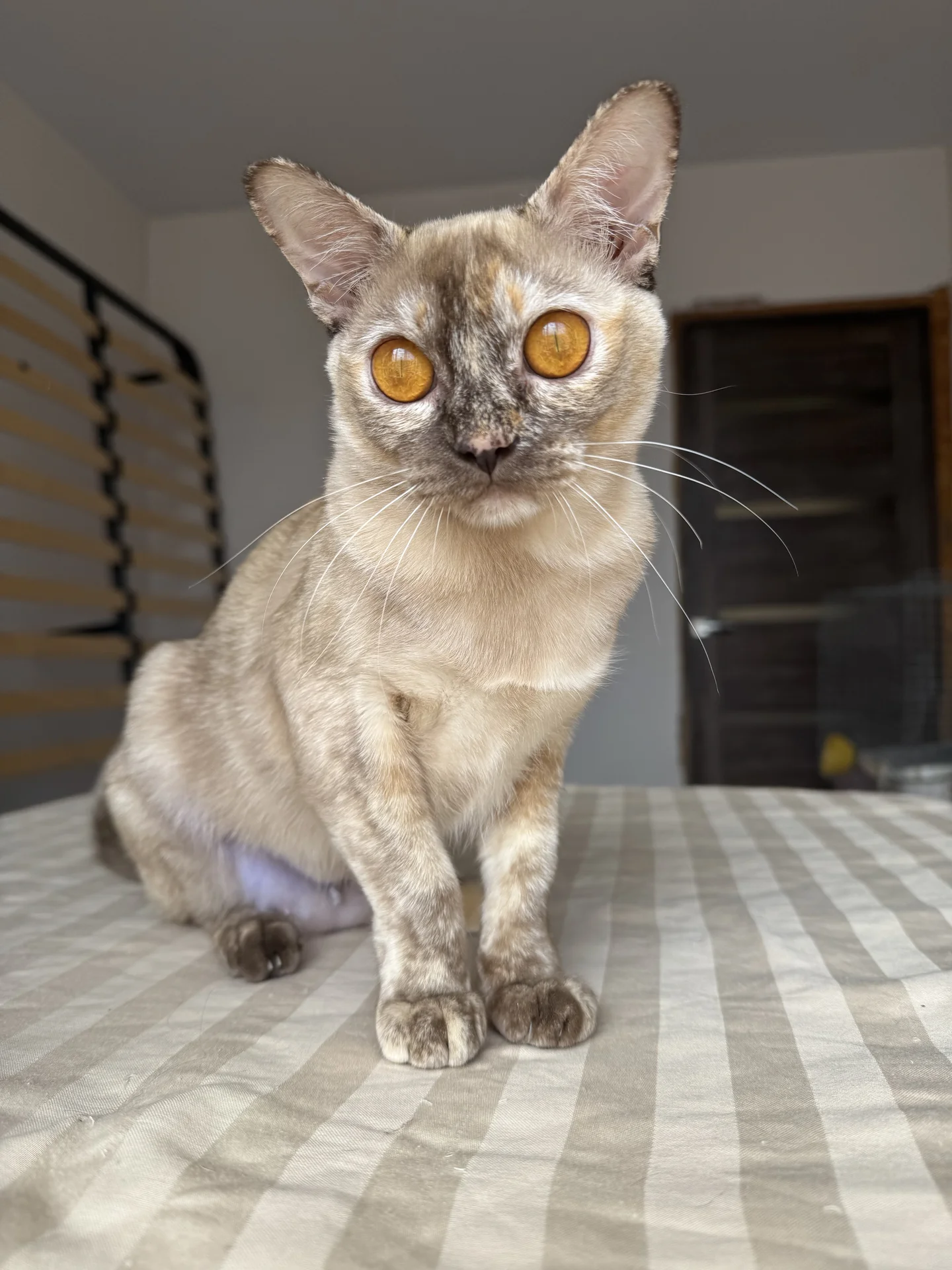 Бурманский котенок - изображение 1