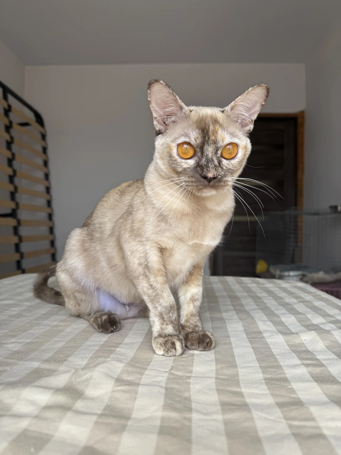 Бурманский котенок - миниатюра 2