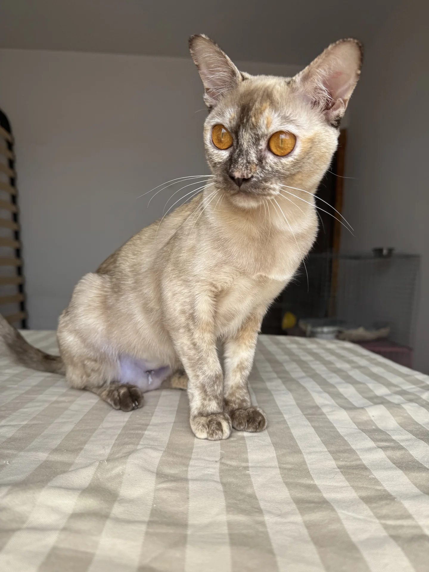 Бурманский котенок - миниатюра 3