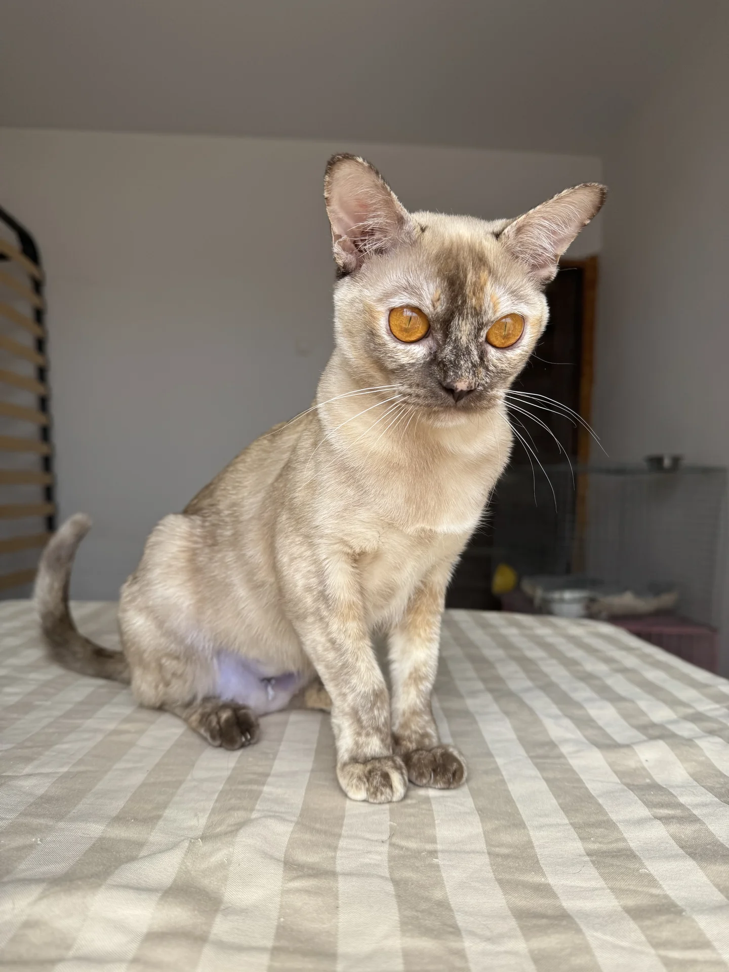 Бурманский котенок - миниатюра 4