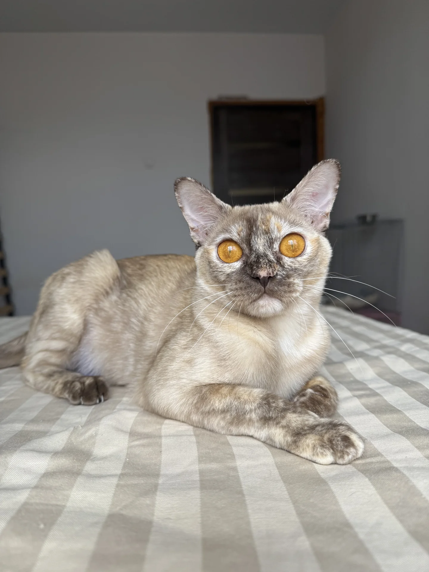 Бурманский котенок - миниатюра 6