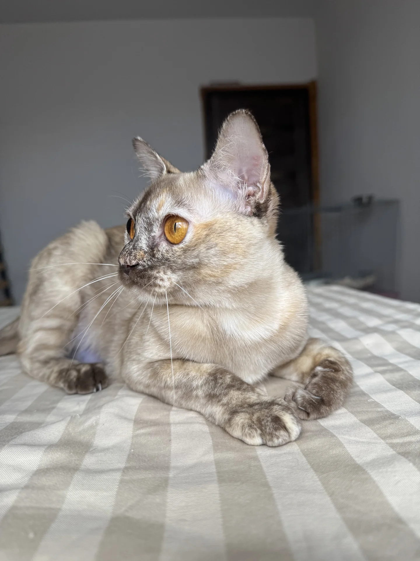 Бурманский котенок - миниатюра 7