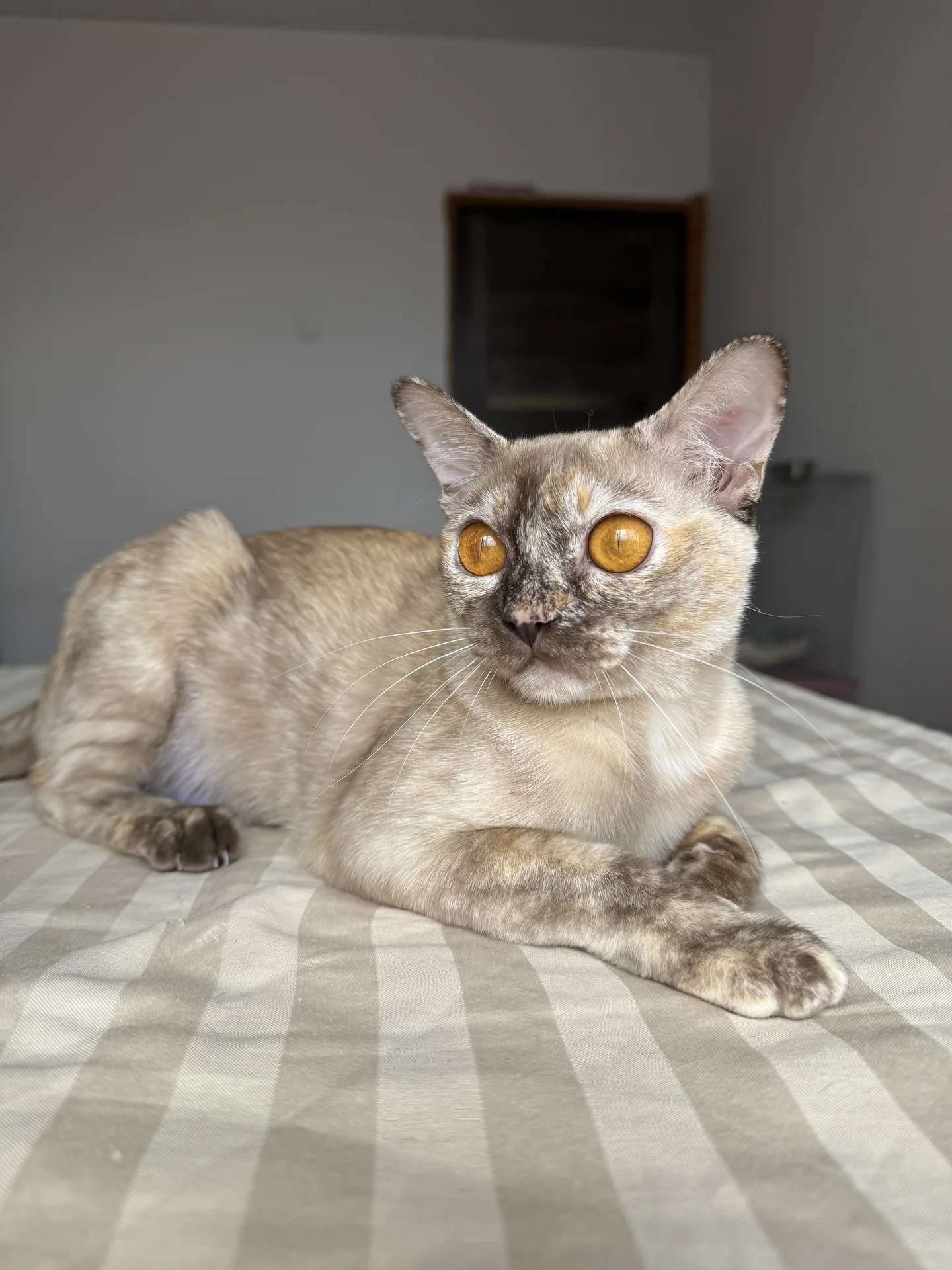 Бурманский котенок - миниатюра 8
