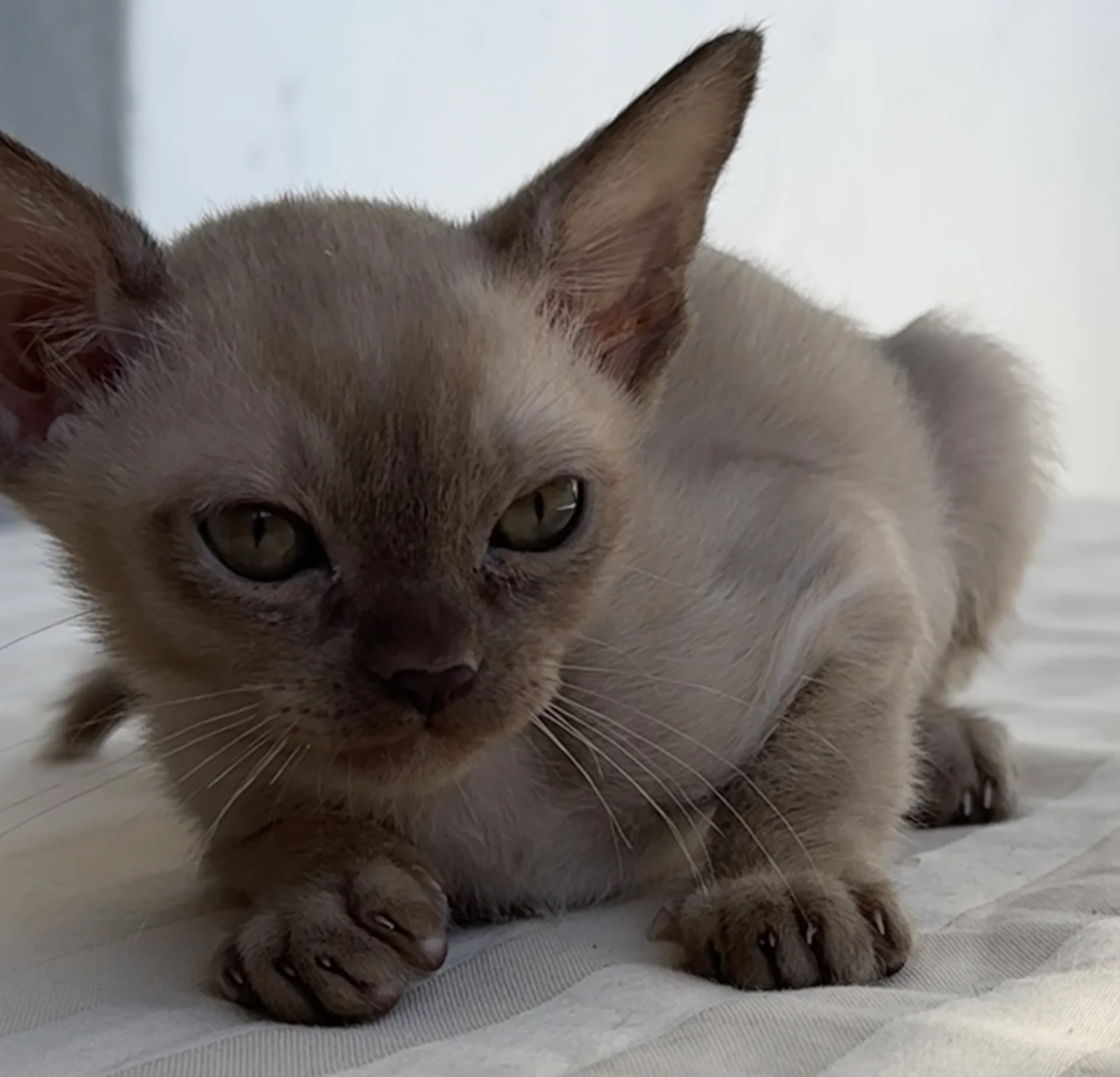 Бурманский котенок - миниатюра 3