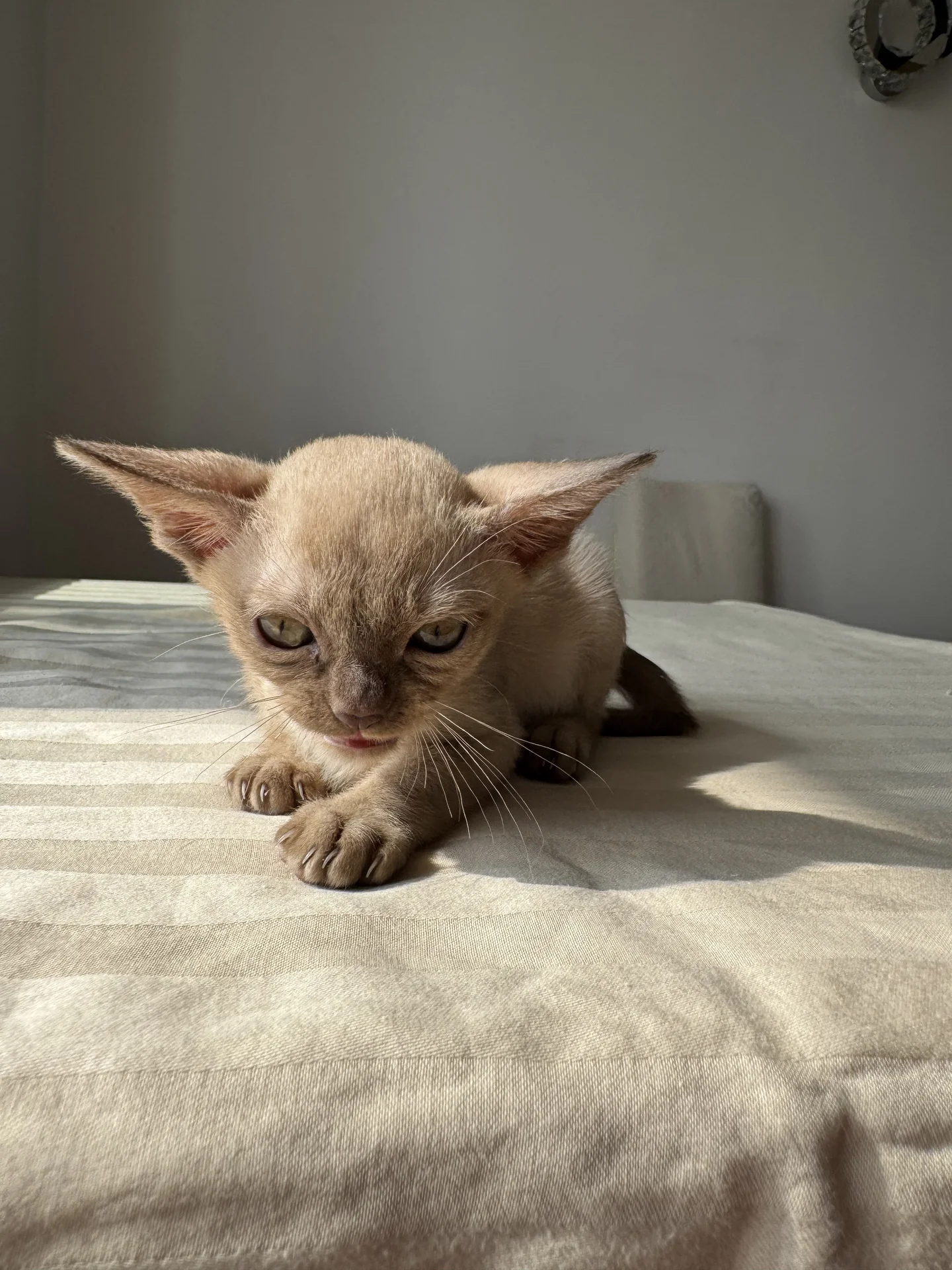 Бурманский котенок - миниатюра 4