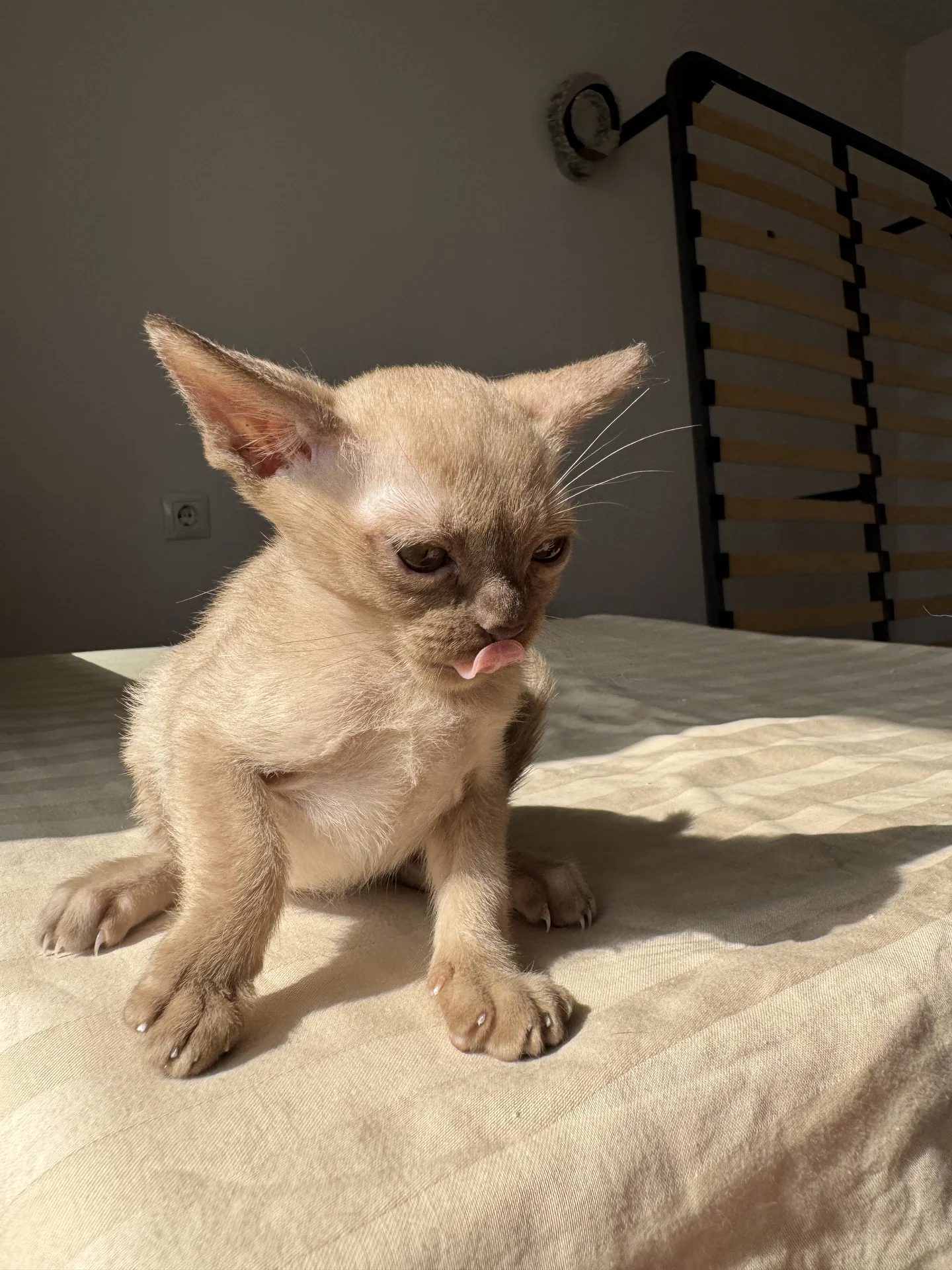 Бурманский котенок - миниатюра 5