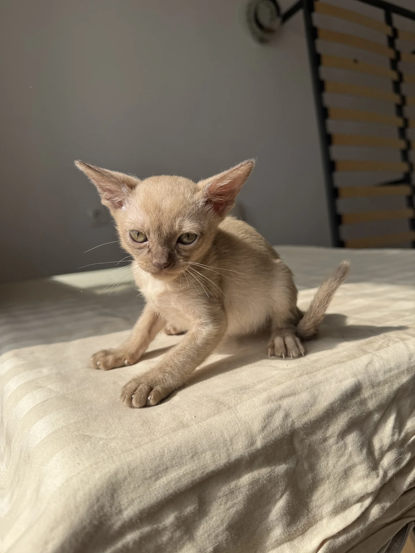 Бурманский котенок - миниатюра 6