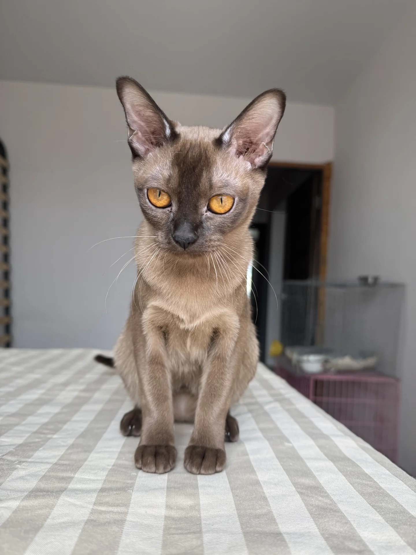 Бурманский котенок - миниатюра 2