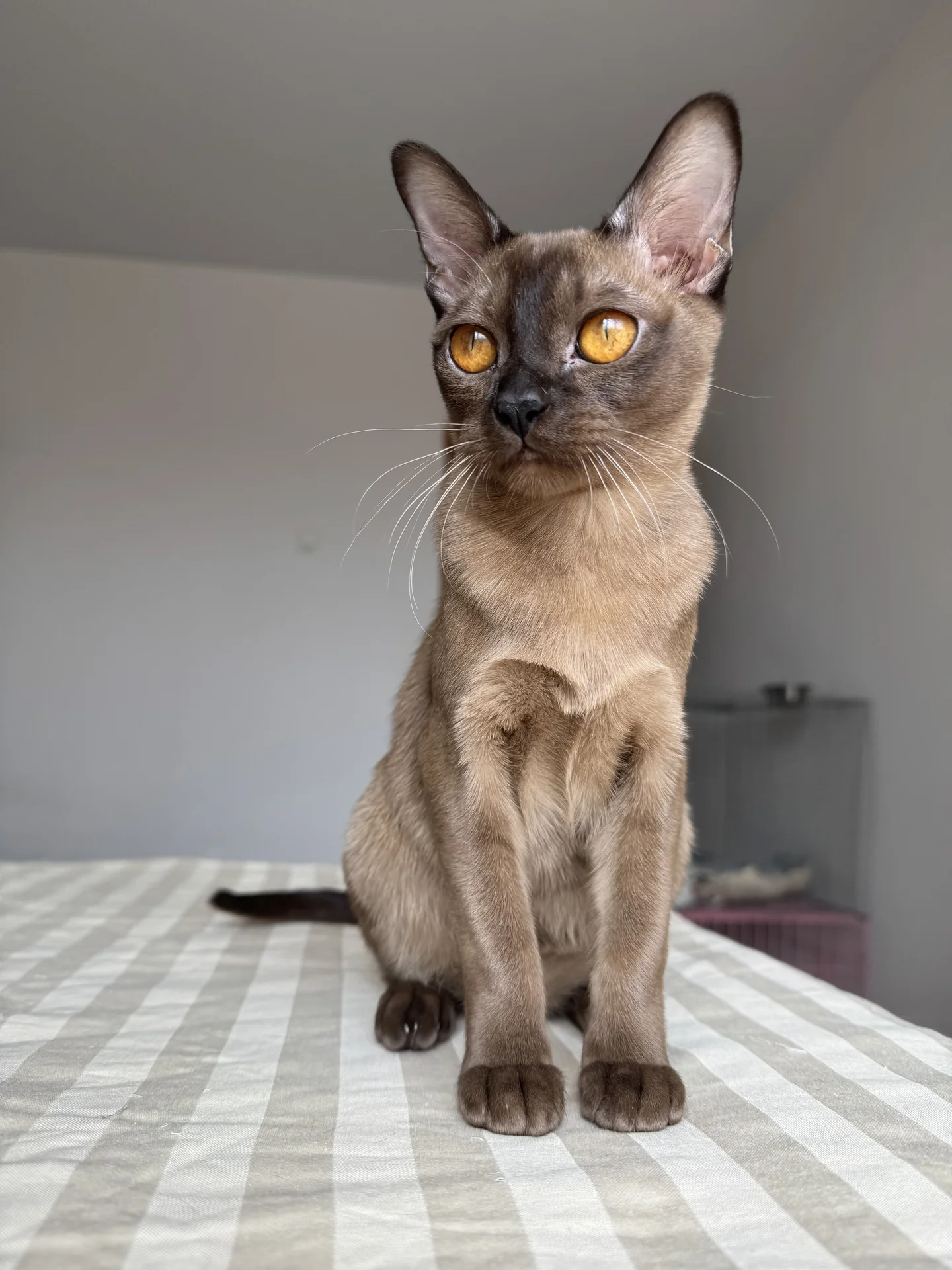 Бурманский котенок - миниатюра 3