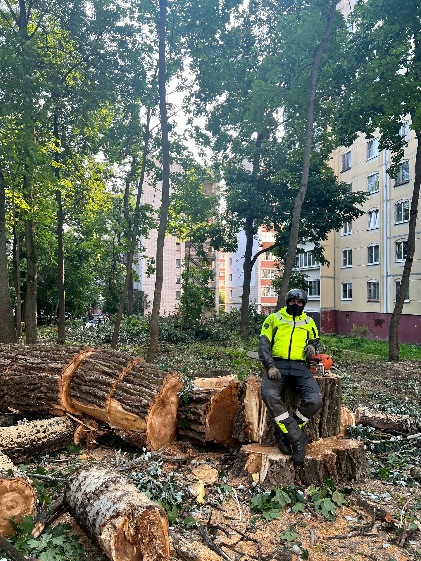 Спил деревьев, дробление веток, расчистка участко - изображение 1
