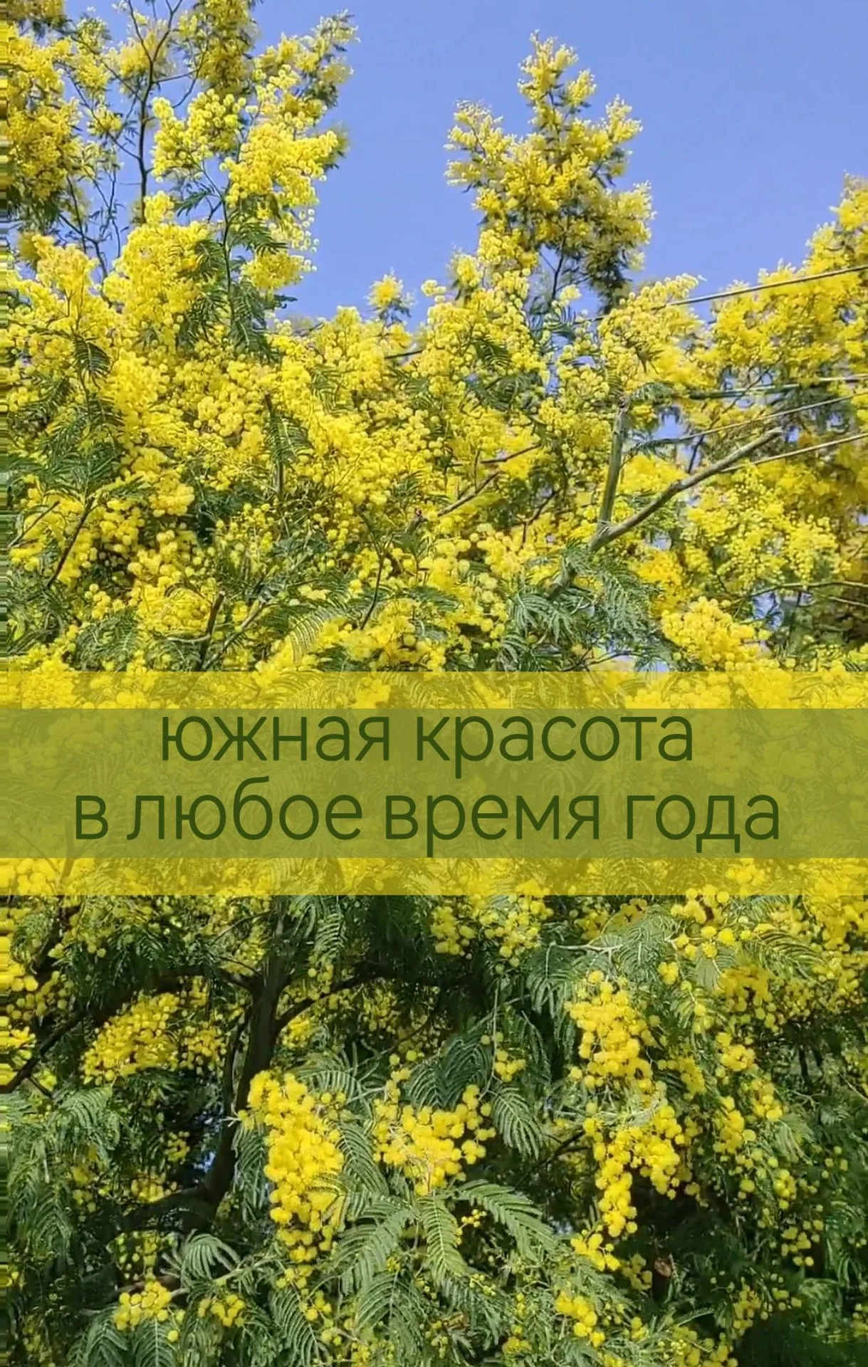 Земельный участок Абхазия (коммерция) - миниатюра 6