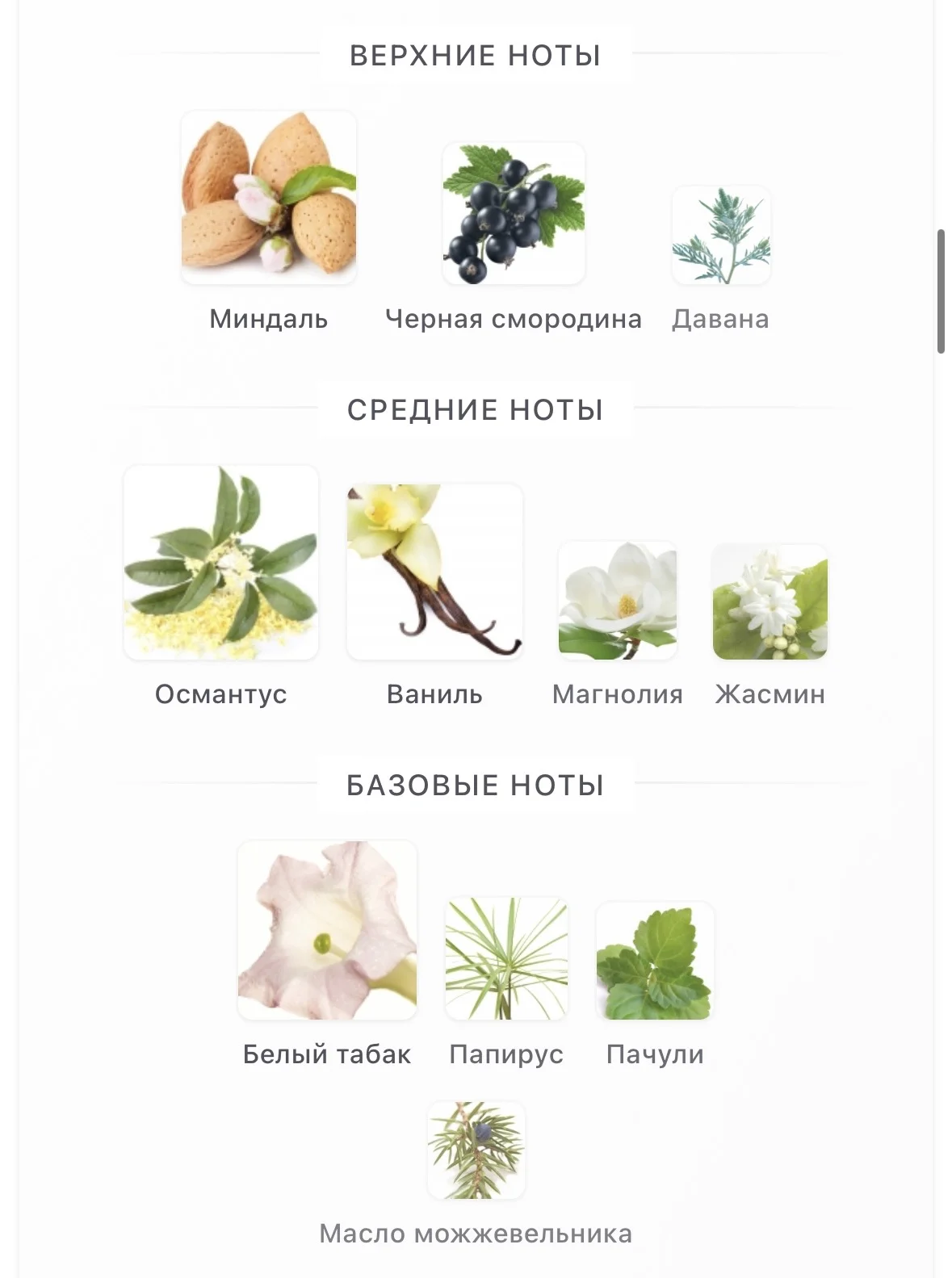 Amouage Sunshine - миниатюра 4