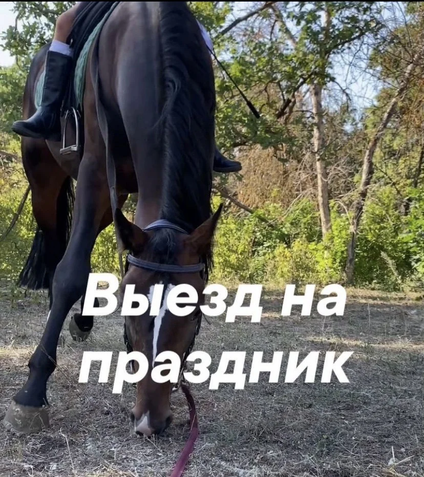Конные прогулки и обучение верховой езде - миниатюра 7