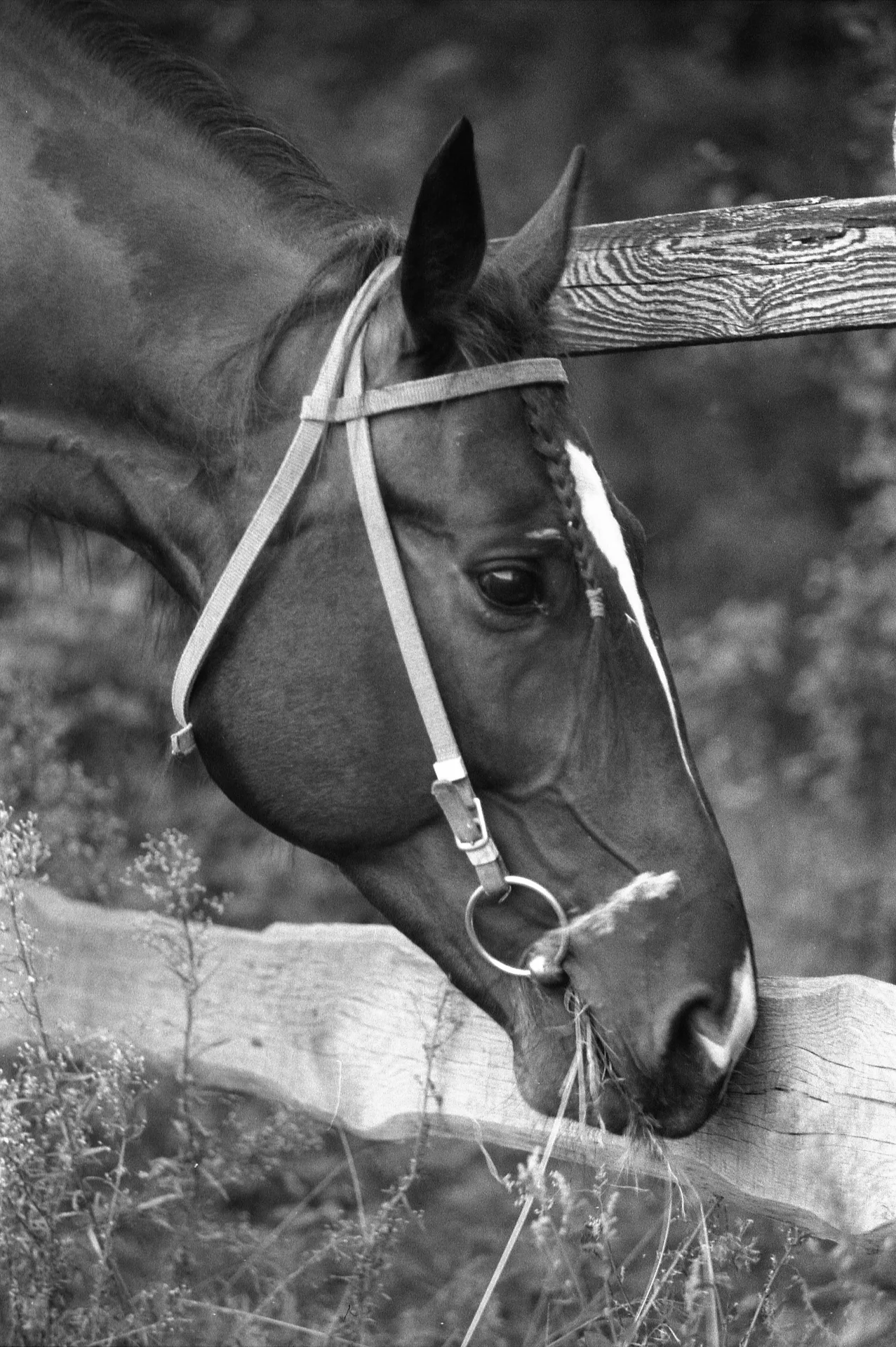 Русский рысак - миниатюра 9