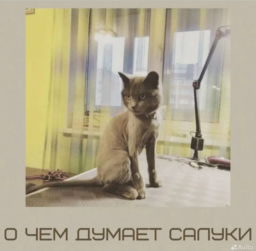Стрижка кошек - миниатюра 2
