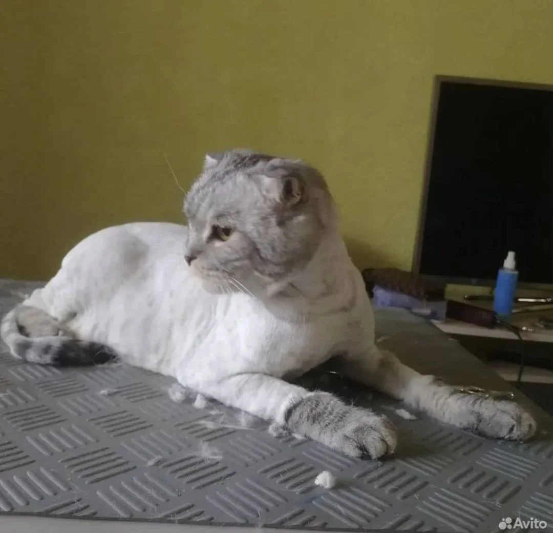 Стрижка кошек - миниатюра 3