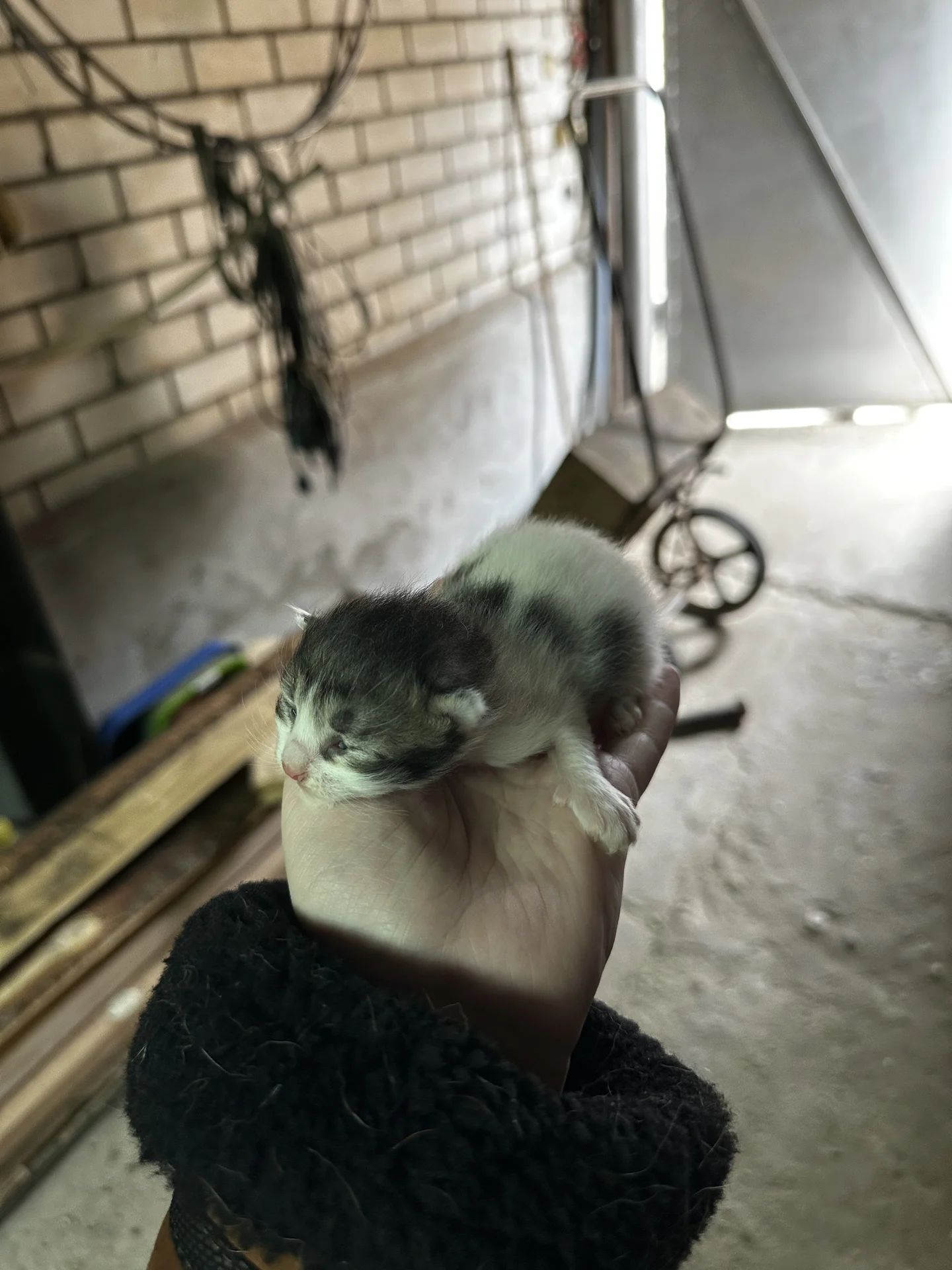 Котята в добрые руки - изображение 1