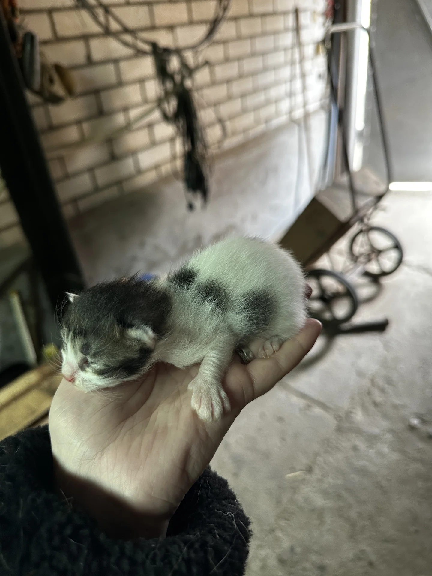 Котята в добрые руки - миниатюра 2