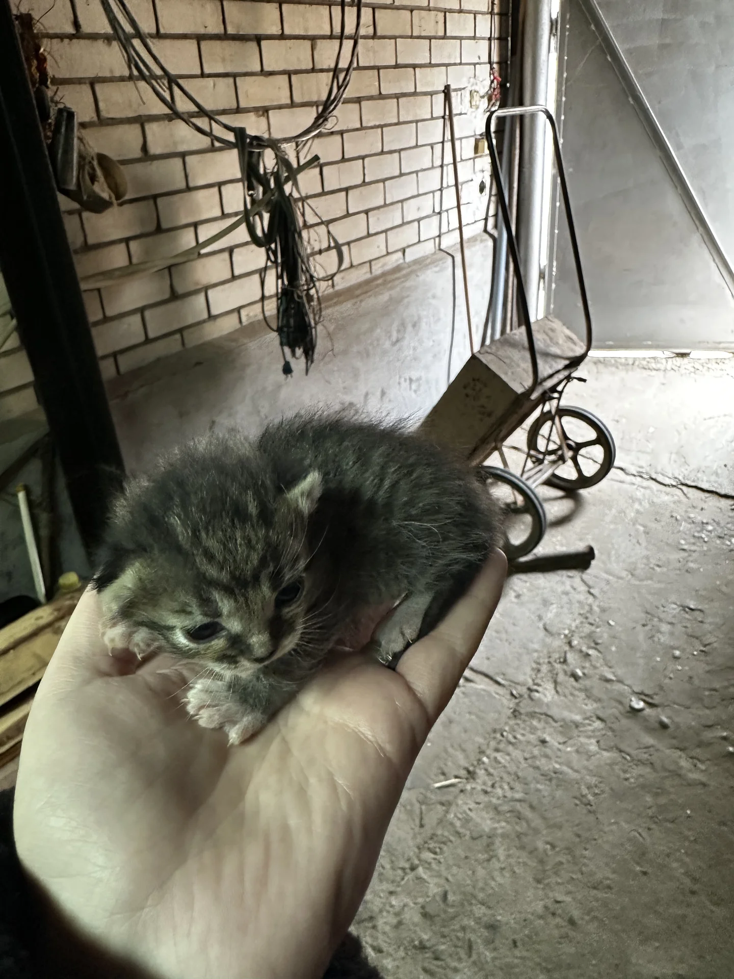 Котята в добрые руки - миниатюра 3