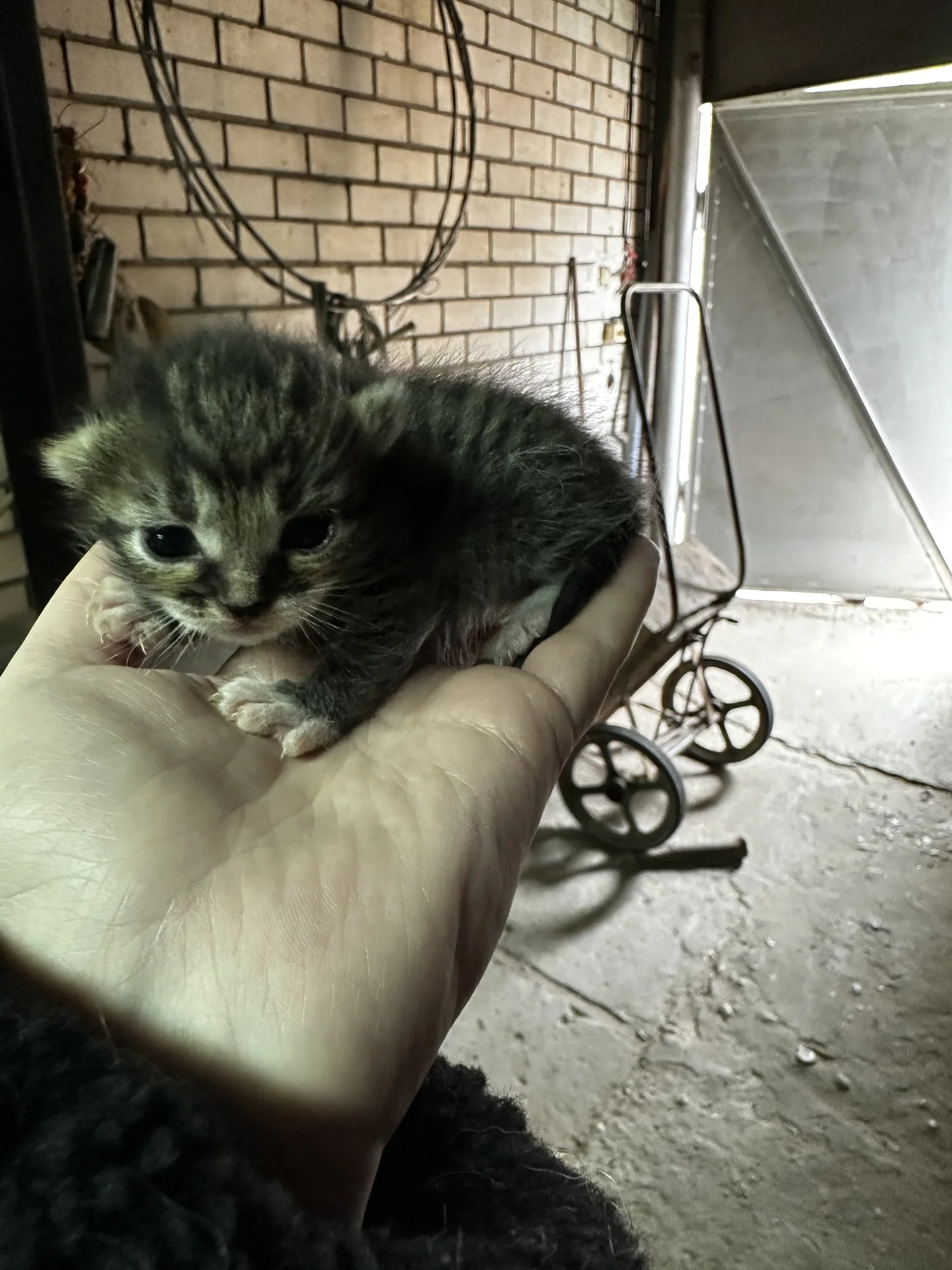 Котята в добрые руки - миниатюра 4