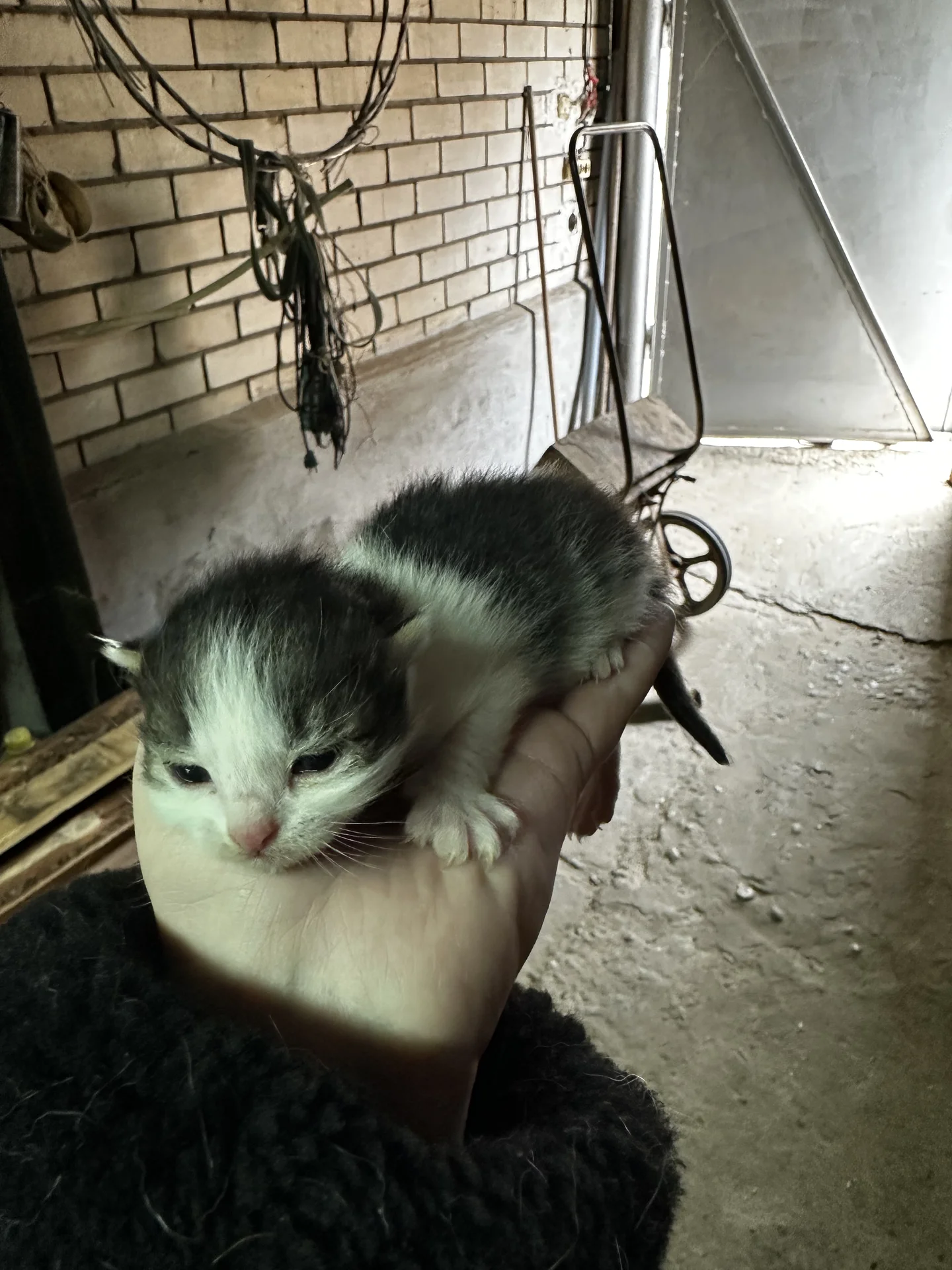Котята в добрые руки - миниатюра 5