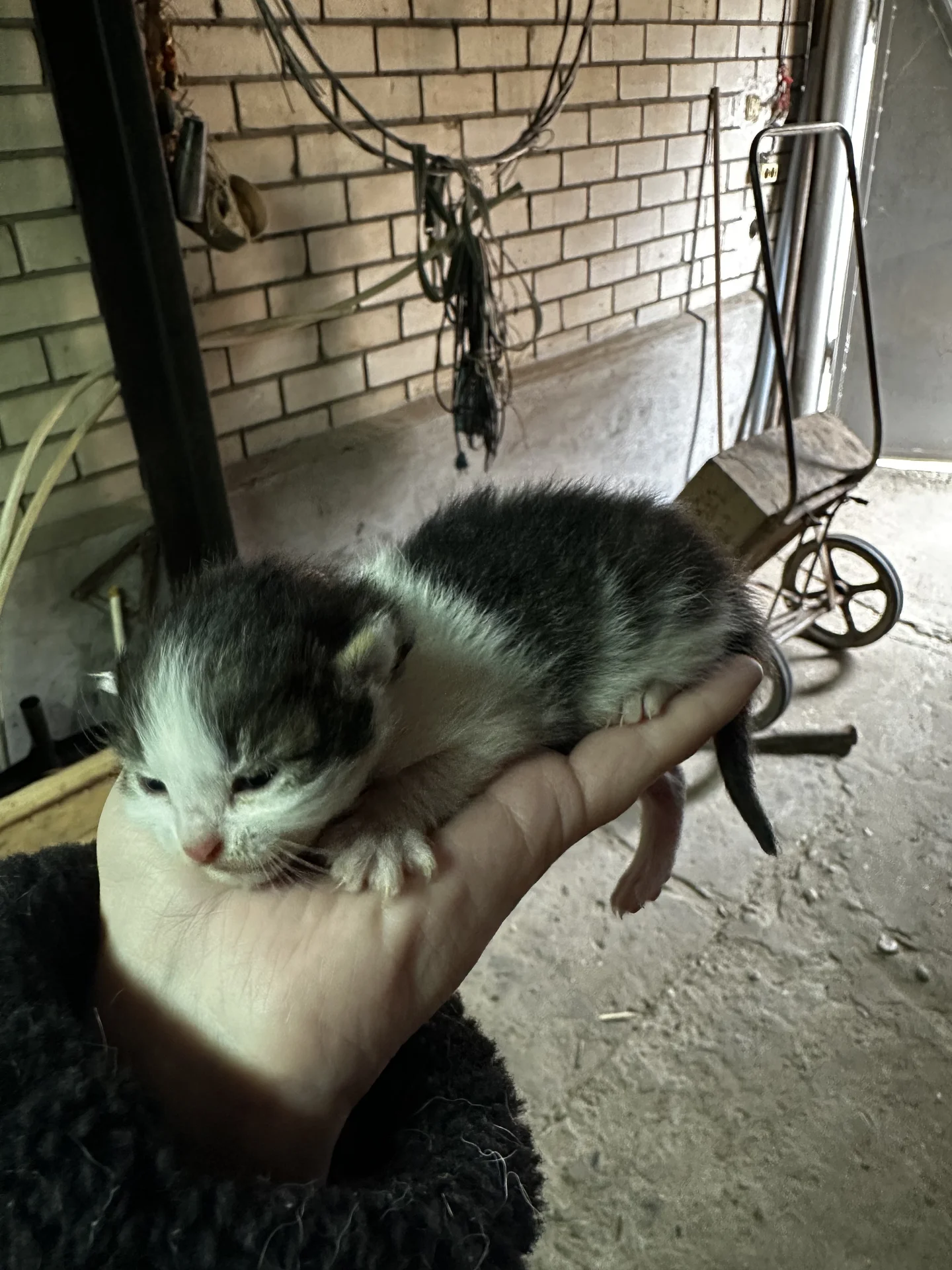 Котята в добрые руки - миниатюра 6