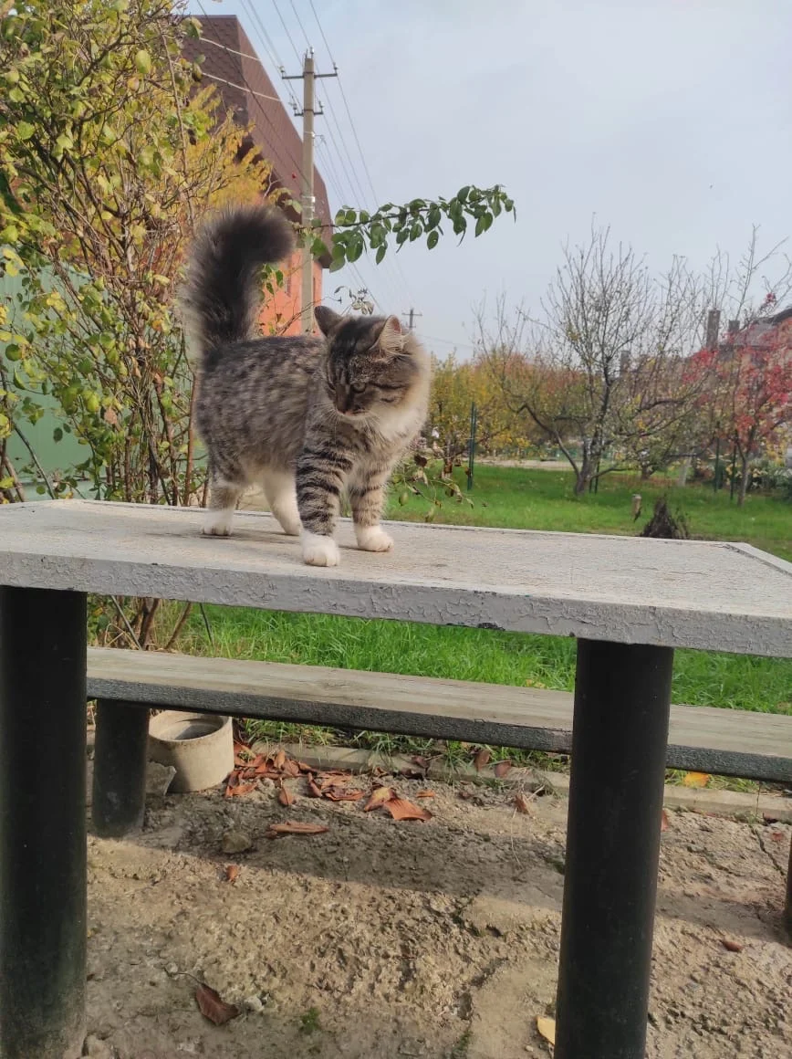 Котята в добрые руки - миниатюра 7