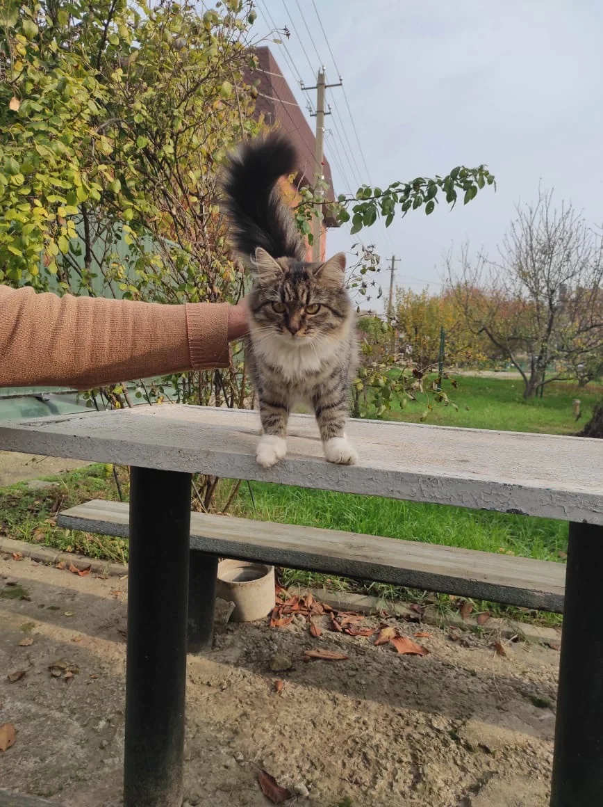 Котята в добрые руки - миниатюра 8