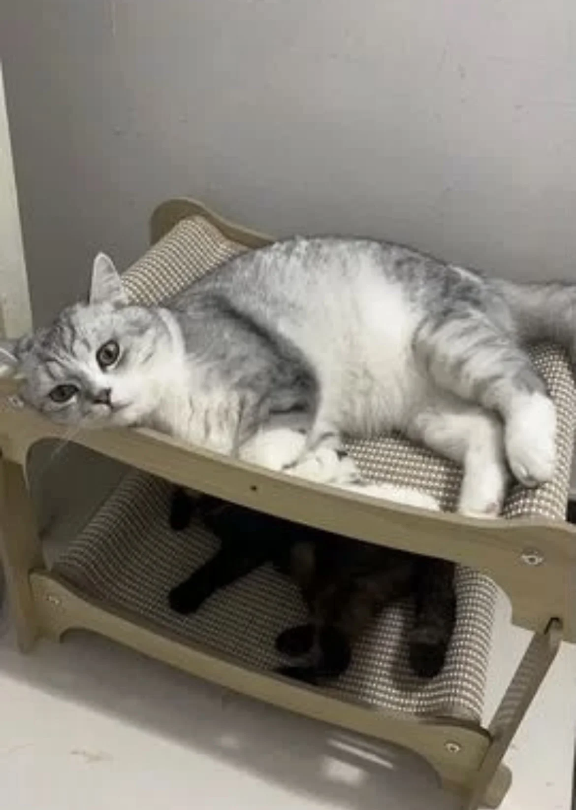 Когтеточка лежанка для кошки 2в1 для крупных котов - миниатюра 3