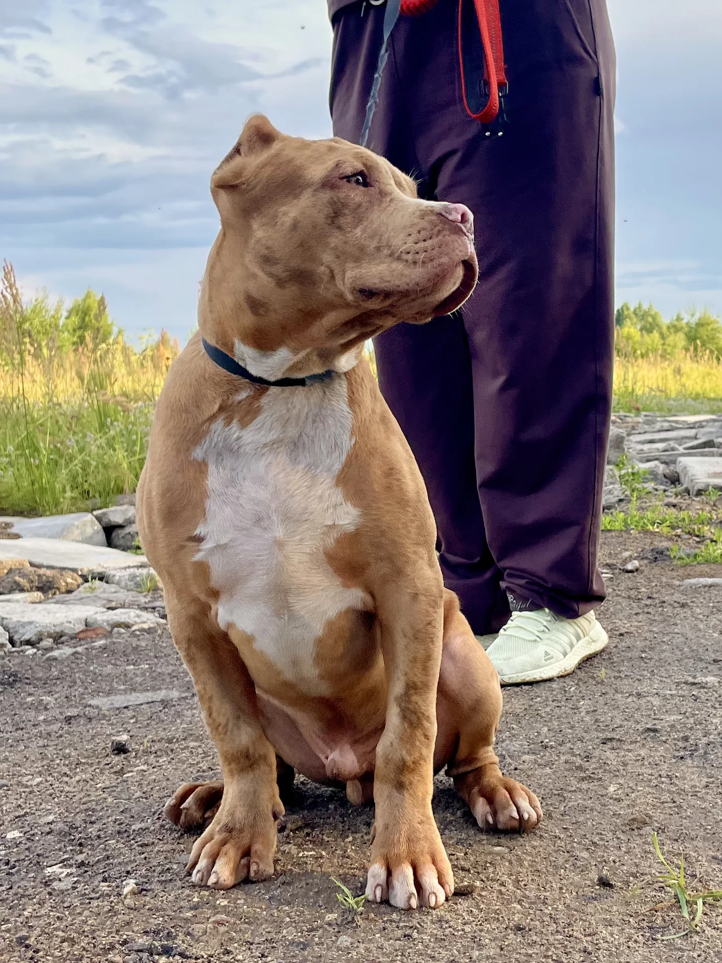 Американский булли XL щенок - миниатюра 5