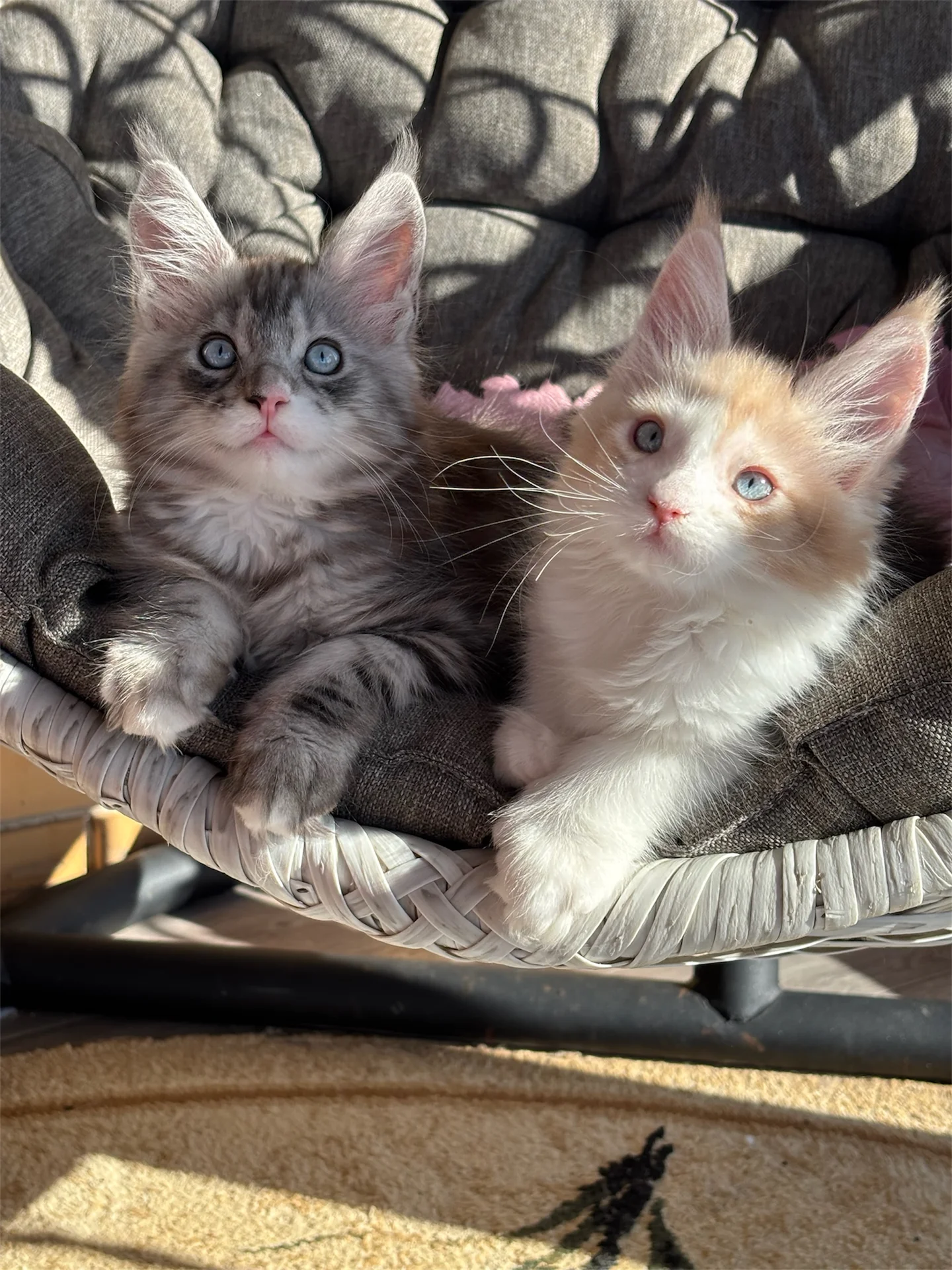 Котенок мейн-кун - миниатюра 3