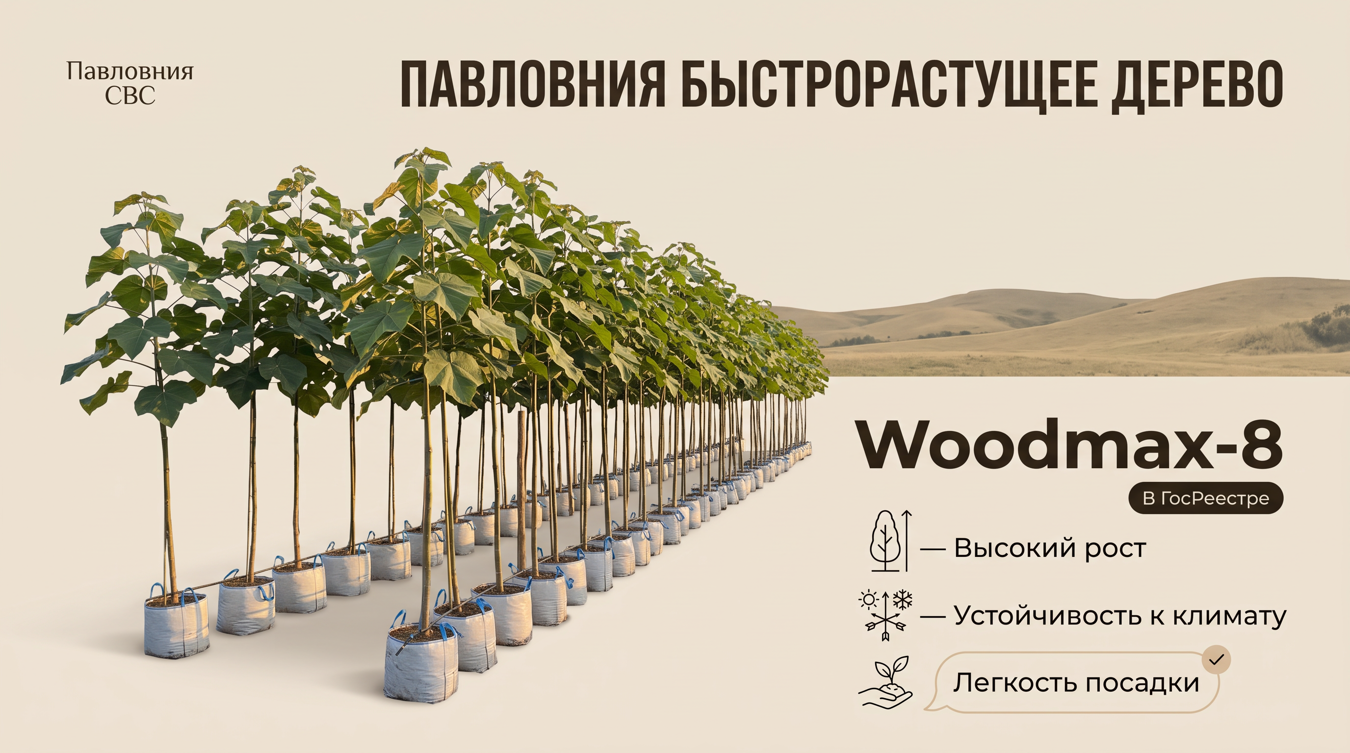 Павловния быстрорастущее дерево - миниатюра 7