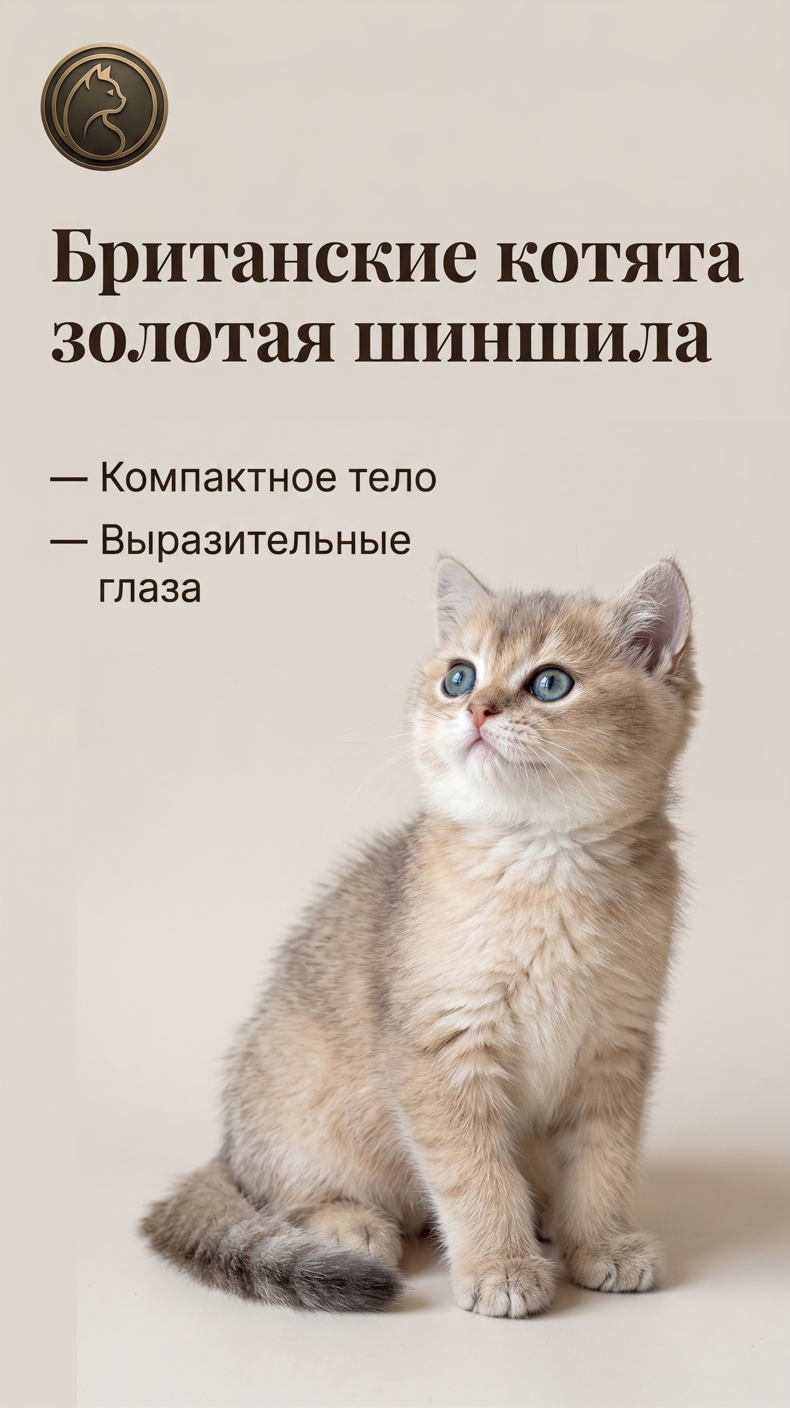 Британские котята золотая шиншила - миниатюра 6