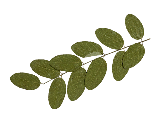 twig