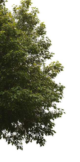 parallax-tree